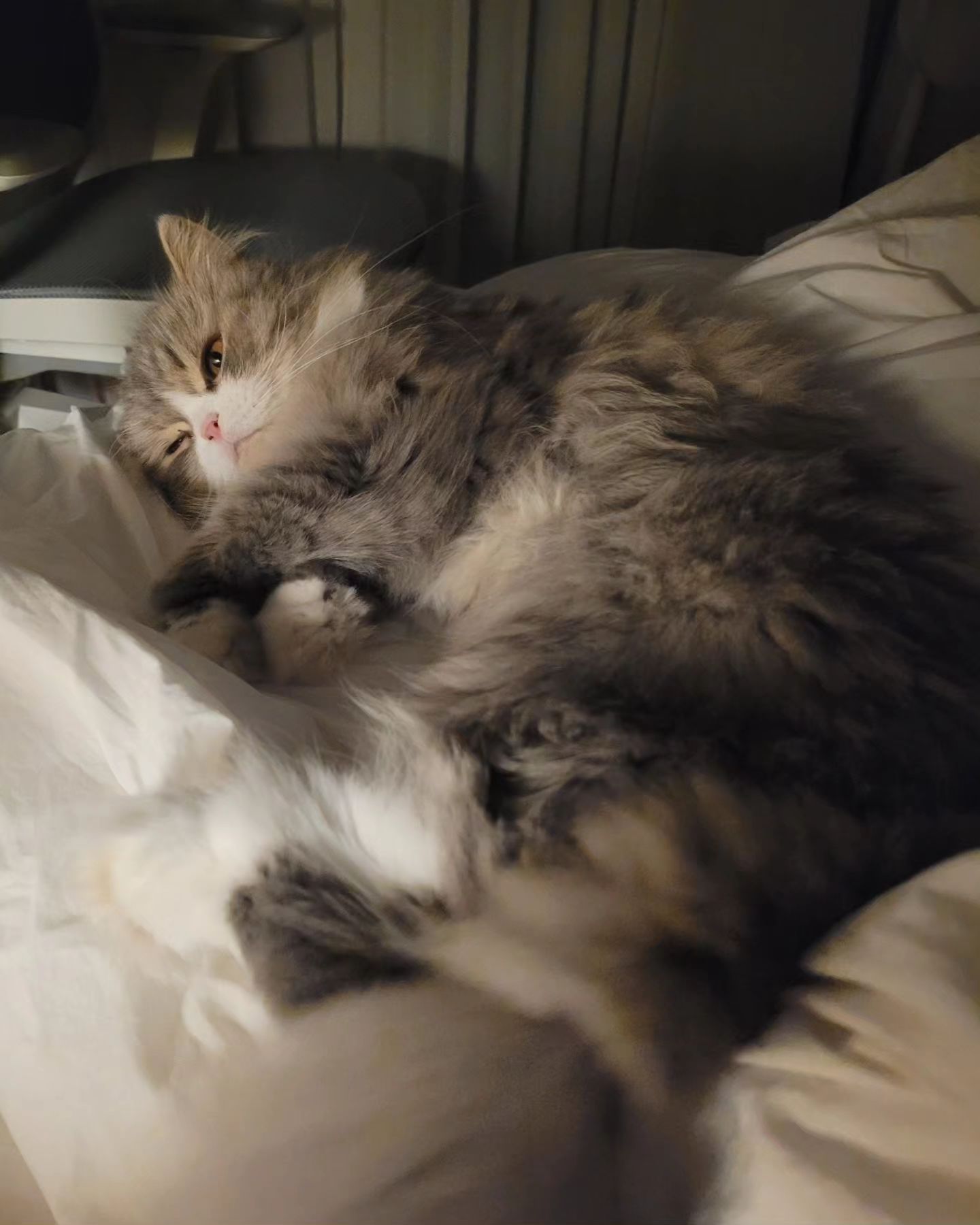 잘자용

#고양이 #220922 #냥스타그램 #cat  #猫 #ねこすたぐらむ #냥팔