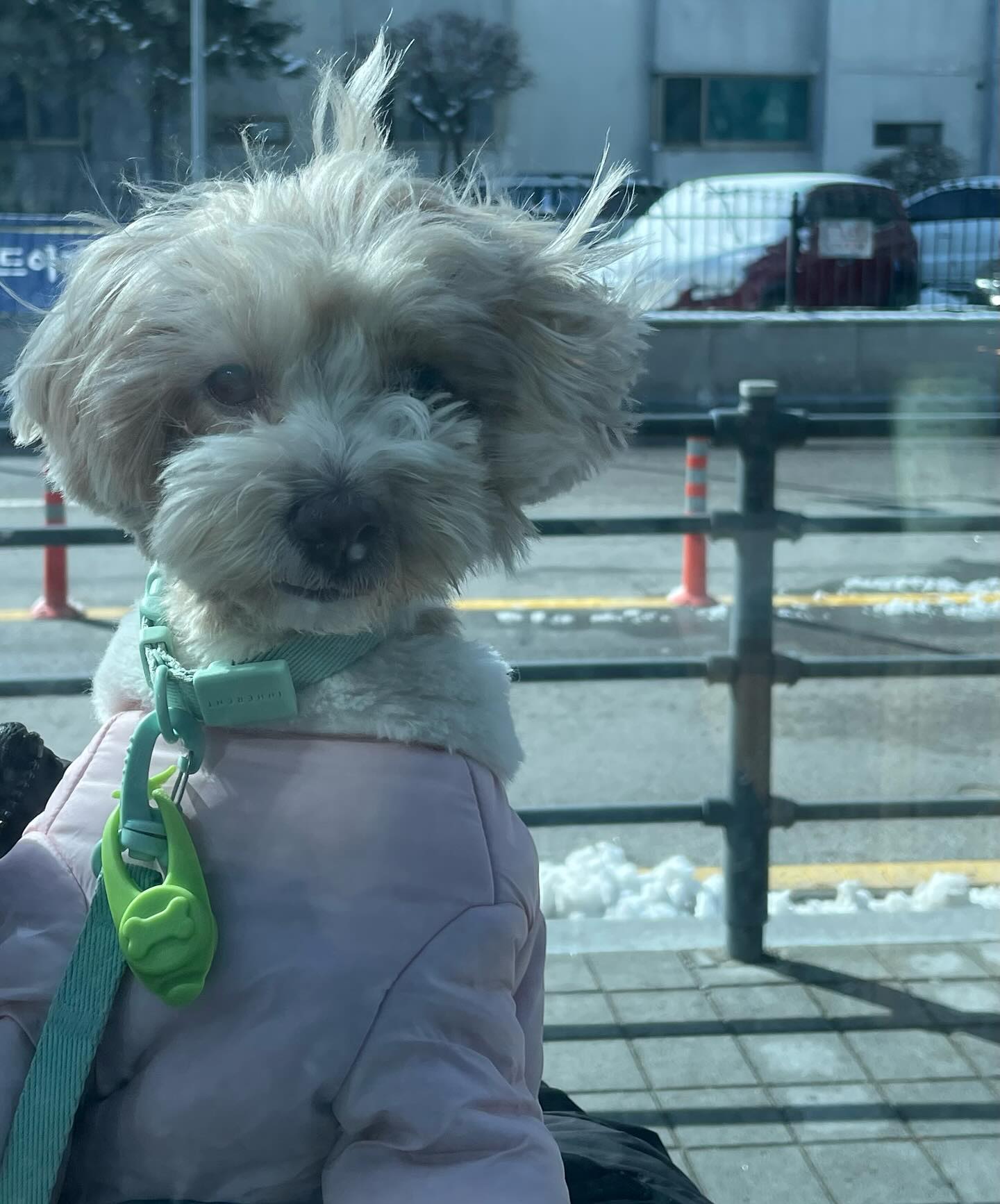 강풍이다💨

#멍스타그램 #멍팔 #멍팔맞팔 #멍멍이그램 #멍멍 #멍뭉이 #댕댕이 #댕스타그램 #댕팔 #댕댕이스타그램 #댕댕이스타그램 #댕댕이일상 #말티푸스타그램