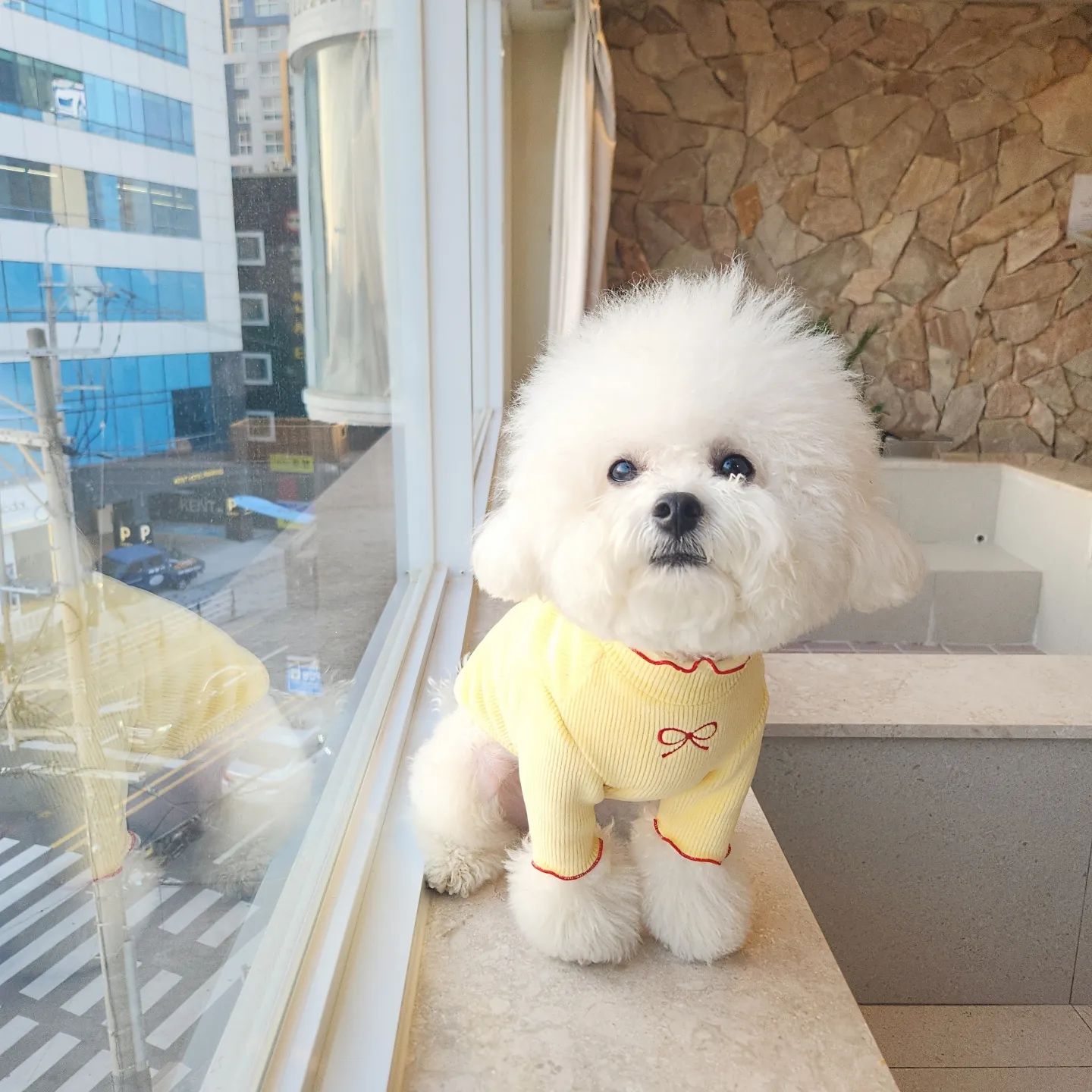 🐶 심서우는요?

무진장 잘 지내는중 ꔛ

서우 누나가 퇴사때매 밀린거 끝낸다구,, 새로 이직한다고,,
병원다닌다고,,

너무 바빴어요,,🥹

다시 열인스타 도전해볼게요👊🏻

서우 옷은 stylemungmung 
_

#동반했서우 #광안리애견동반펜션 #부산애견동반펜션