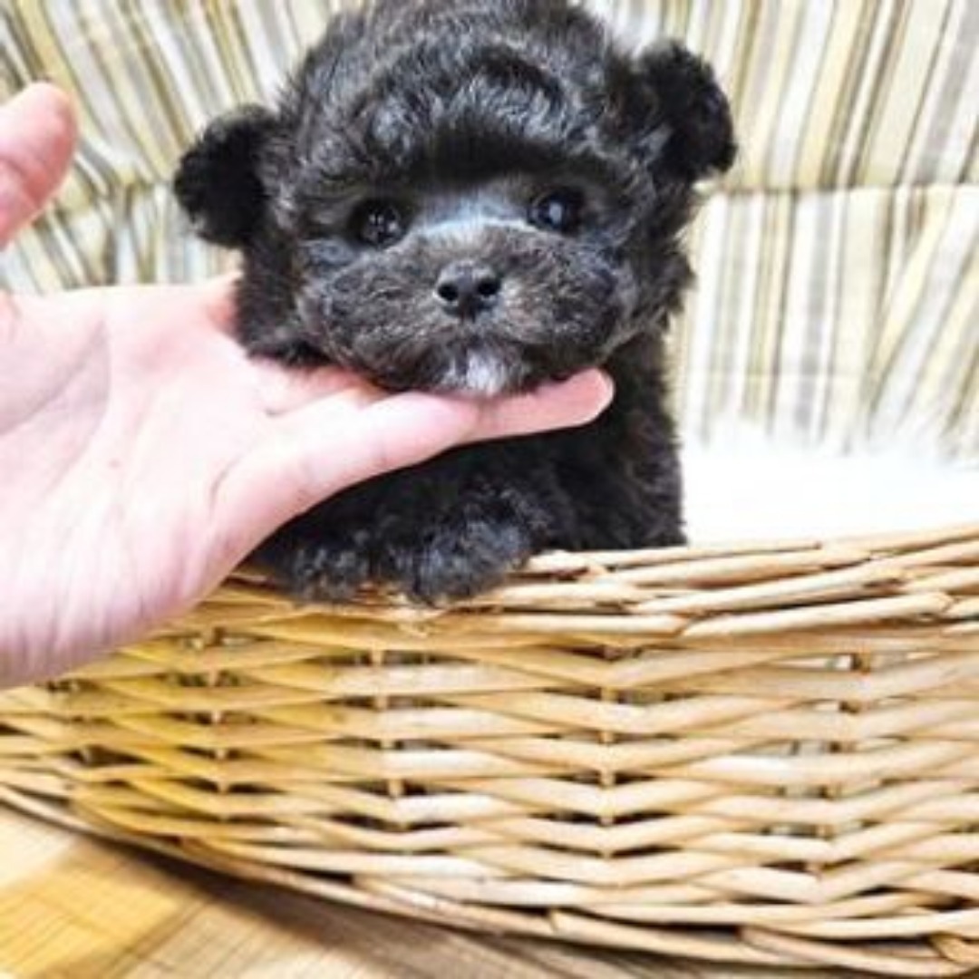 alldog_salon 
타이니푸들 왕자님🩷
두달안된아가 모량💕
1차완료로 예약만 가능
1킬로대 성장예상
아무렇게나 찍어도 예쁜아이😍
분양문의는 유선으로 부탁드려요

#타이니푸들 
#실버푸들강아지 #푸들가정견 
#실버푸들분양 
#실버푸들전문견사 
#사랑해줄개