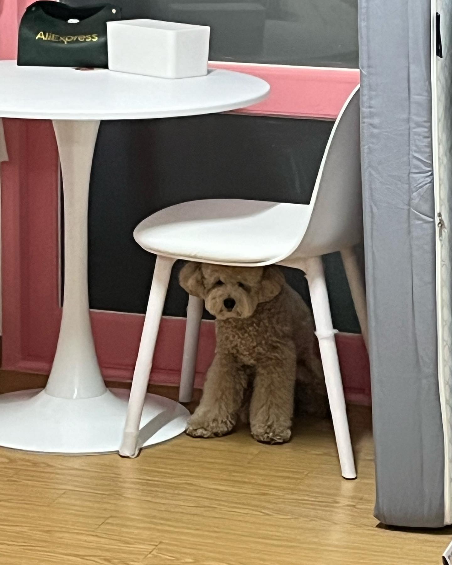 믹서기 소리에 놀란 🐶

닭가슴살테린만들기 성공🫶🏻