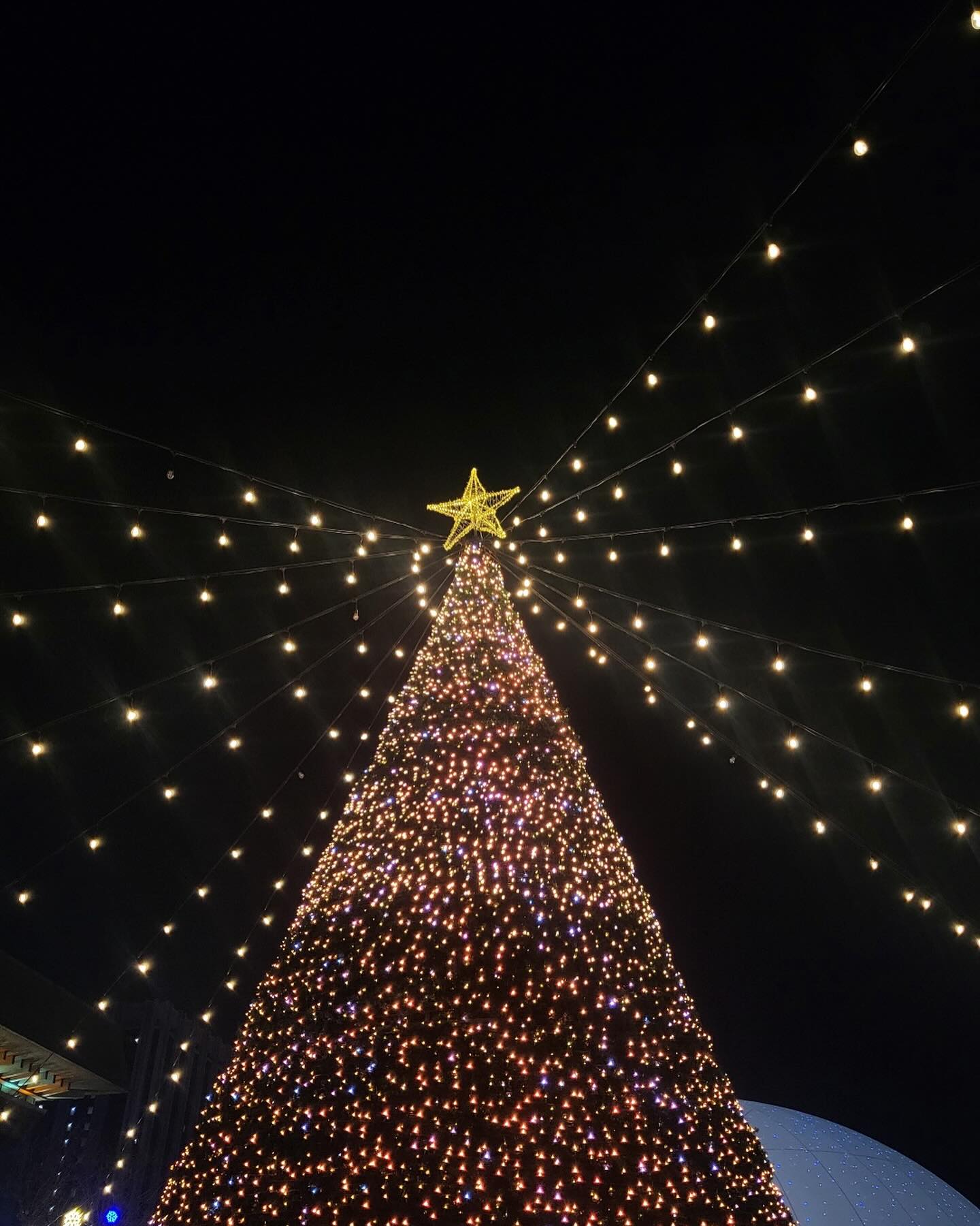 🤍🎄❤️