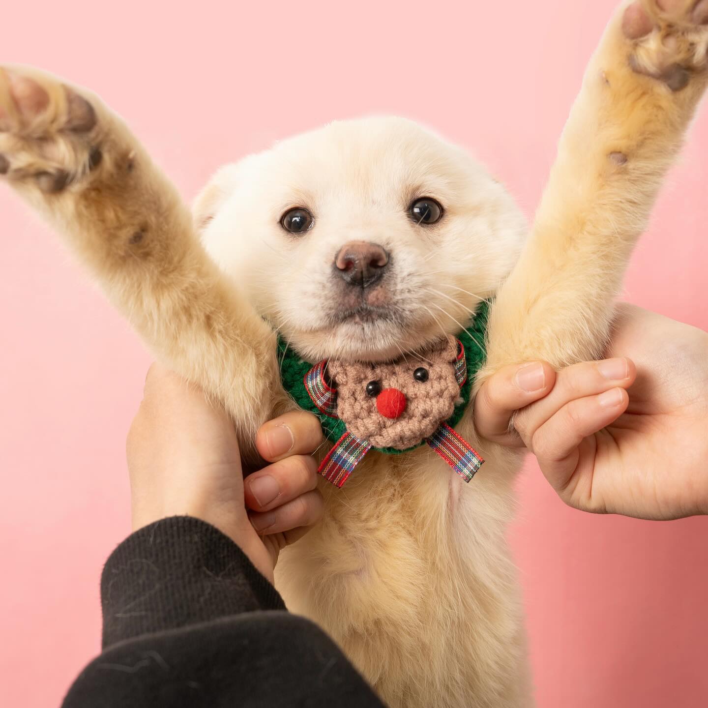 엄ㅁㅏ압ㅃㅏ 찾아요!!! 이번 사진봉사도 사심 채우기 성공❤️ 더 많은 사진&정보는 find_mydog_ 에서 확인하실 수 있습니당! 많관부🫶🏻🫶🏻🫶🏻 #사지말고입양하세요