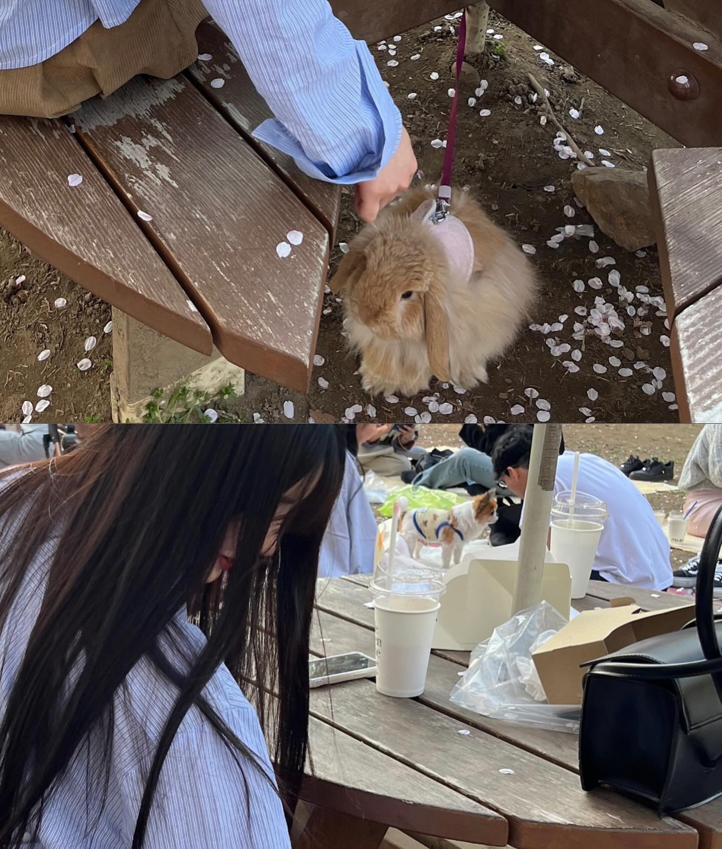 산책하는 토끼가 내 딸기 탐내서 먹여드림 ㅠㅠ🫶🏻🐰🍓
