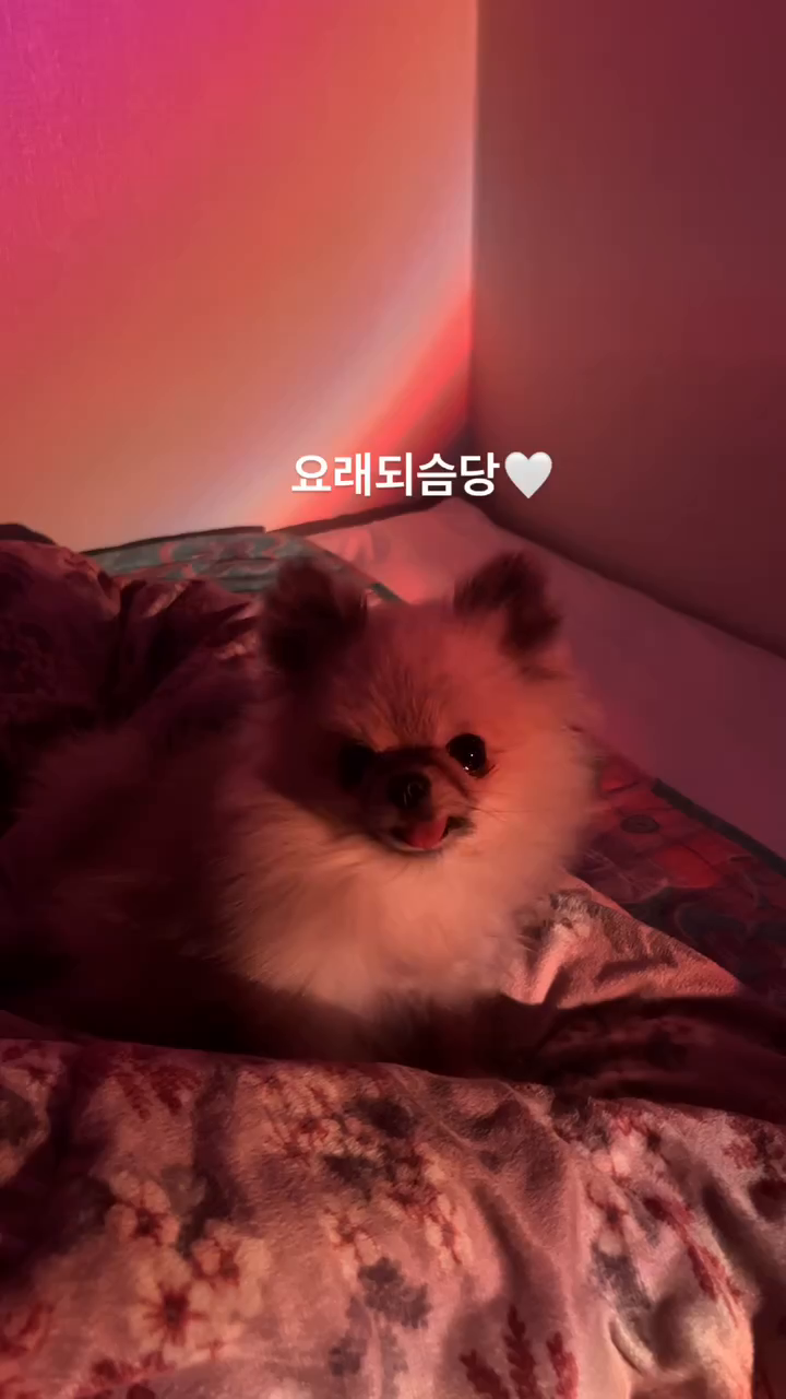 980g에 엄마미한테 와서
1.5kg까지 크느라 고생한 내째끼🖤
엄마미랑 100살까지 살자 #사랑해

#포메라니안 #티컵포메