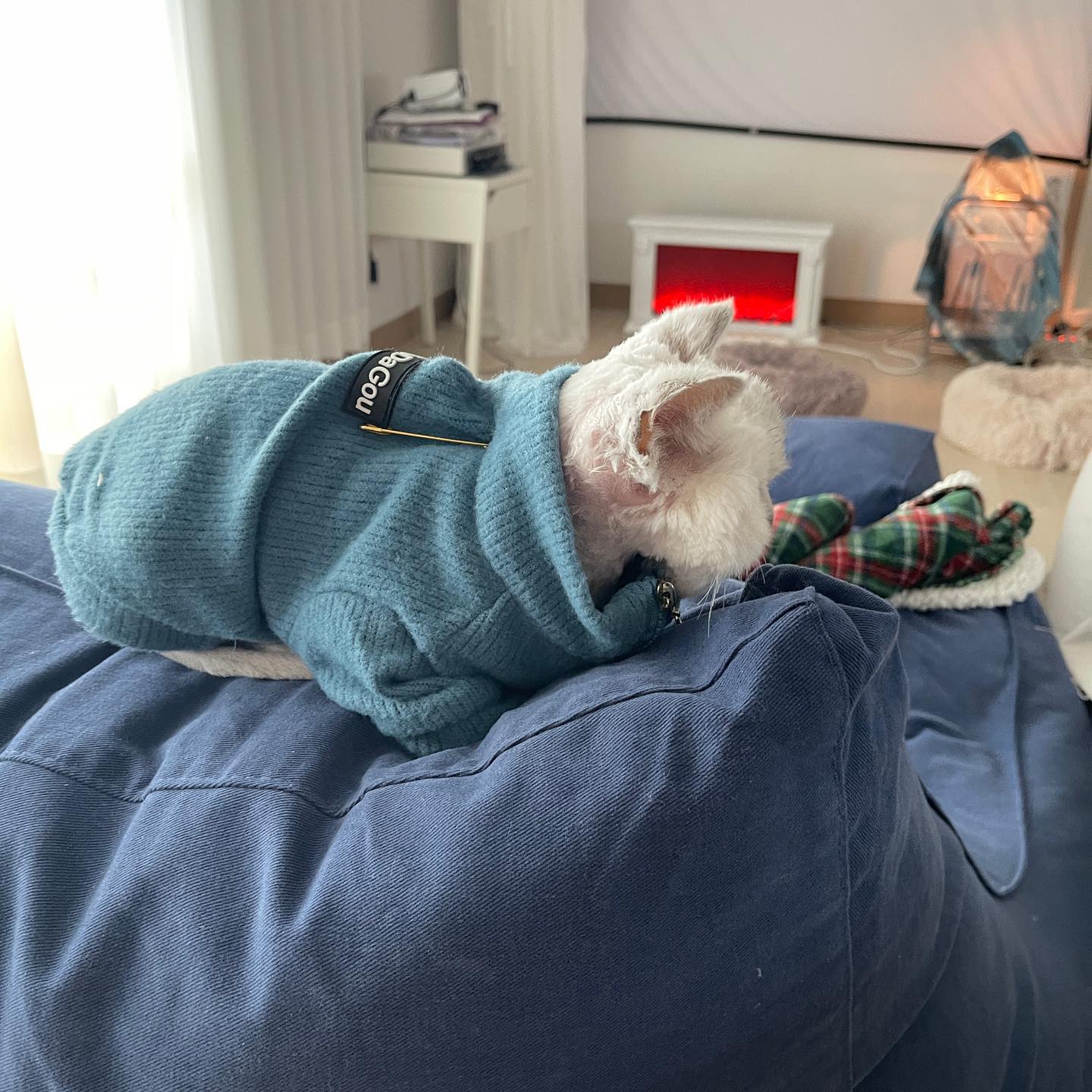 편-안#고양이
