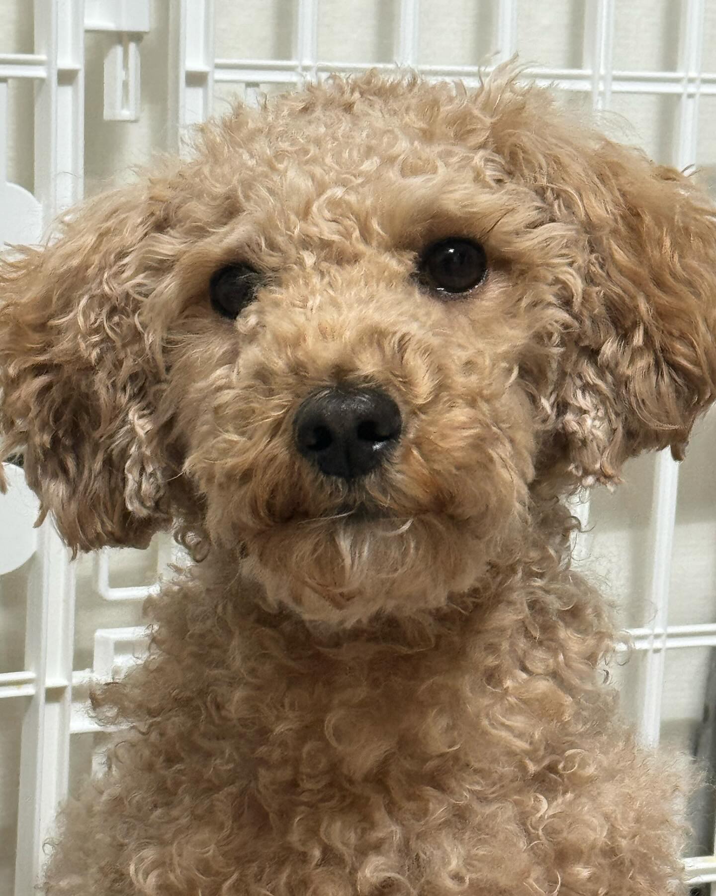 오랜만에 냉이 근황이에요><

냉이가 귀에 껌이 달라붙어서 떡져있어서
아무리 애써도 자를 수 밖에 없어서
자르다가 양쪽 밸런스 맞춘다고 맞췄는데ㅋㅋㅋㅋㅋㅋㅋ

결국 엄마는 빵 터졌어요ㅋㅋㅋ
괜찮아요 엄마 눈에만 이쁘면 되었지🥰❤️ㅋㅋㅋ

오늘 크리스마스 이브네요❤️
모두 따뜻한 크리스마스이브 보내시구요🫶

냉이네 방앗간 이벤트도 이제 4시간 남짓 남았네요ㅎㅎ 
마지막 시간까지 열려있습니다><
발표는 내일 낮 12시 개별연락드리겠습니다!!

#냉이네방앗간 #냉이네공구 #냉이엄마가운영하는 #냉이네공동구매 #반려견그램 #반려견일상 #반려견맞팔 #반려견선팔맞팔 #반려묘도환영