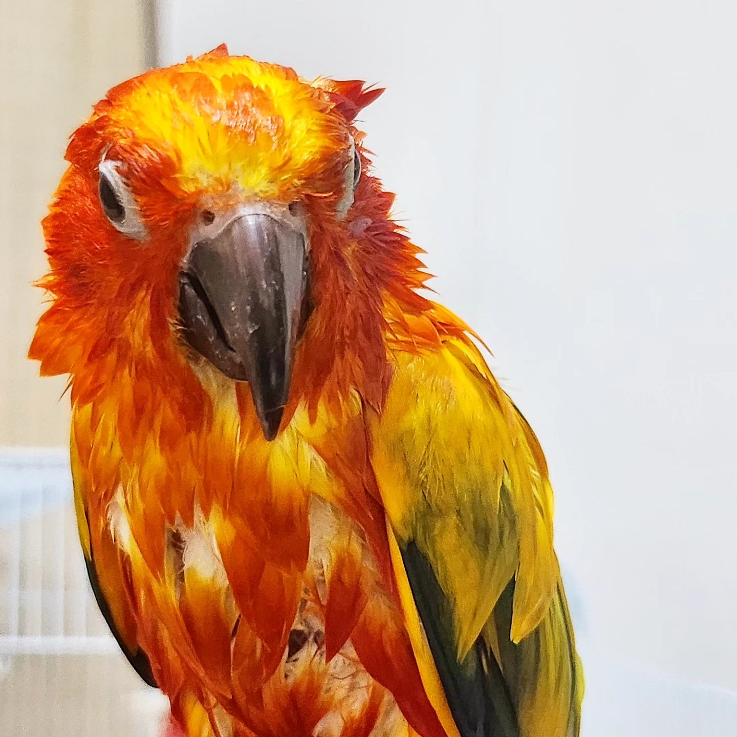 웨트스타일링

#parrot #앵무새 #앵집사 #샤워 #샤워직후
#축축해 #꼬순내 #푸바오 #동물 #동물원