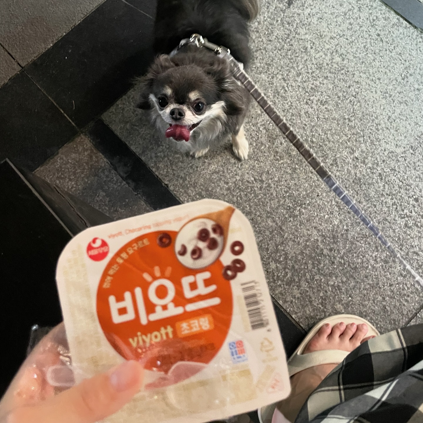 오늘도 산책하며편의점 들러 내 최애 초코링 비요뜨중❤️
(미안한데 너꺼 아니야..🐶)
#비요뜨 #비요뜨중 #비요뜨챌린지