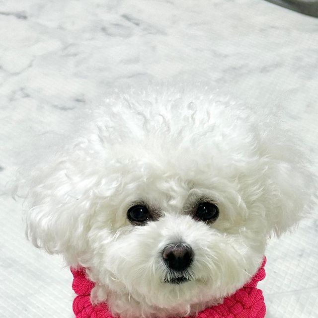 토이푸들 miro🤍 on Instagram: "🩷#협찬 핑쿠하트 업뎃🩷🩷 갠적으로는 하늘색하트가 더 맘에들지만🩵 미로한텐 핑크하트 찰떡쿵🩷 핑크하트처럼 귀여운 케이프랑 장난감이 생겼는데 바빠