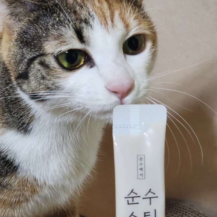 무항생제 순수스틱으로 고양이 강아지에게 안전한 츄르 주기