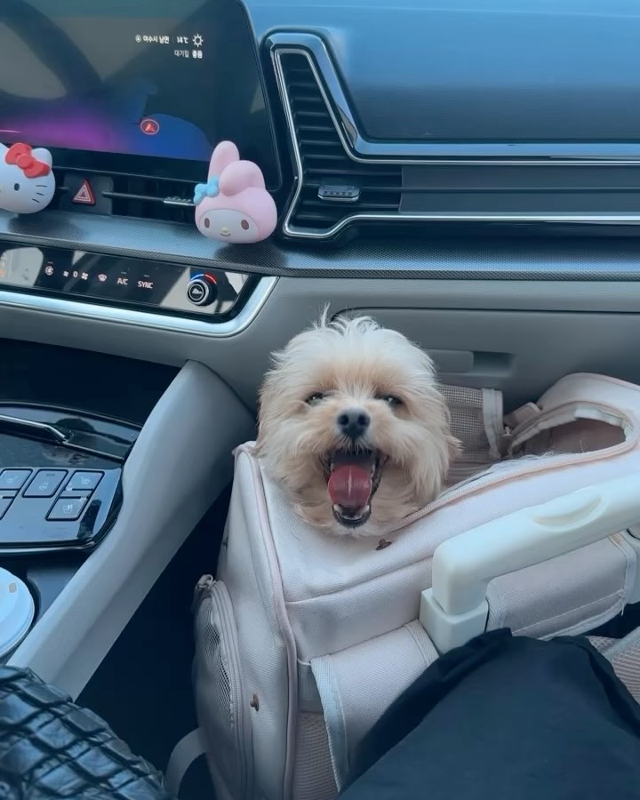 미용하구와쪄용🤎
쓰앵님이 순둥이라고 칭찬 마니해죠따용 히히🐶