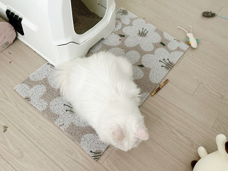 고양이모래매트 추천! 사막화방지 가티가티 고양이화장실매트