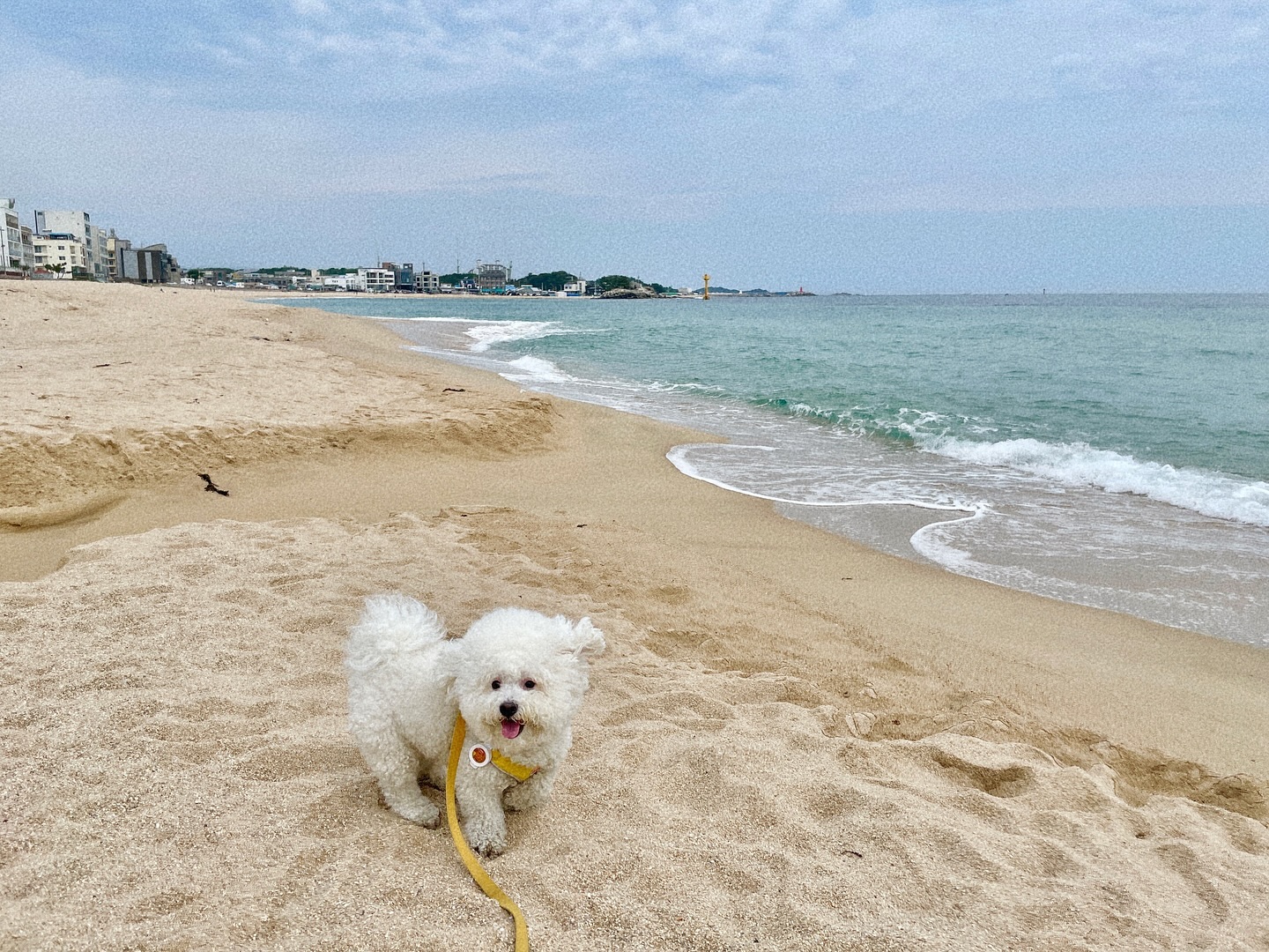 내사랑 내털복숭이 내애기 내강아지🐶💙