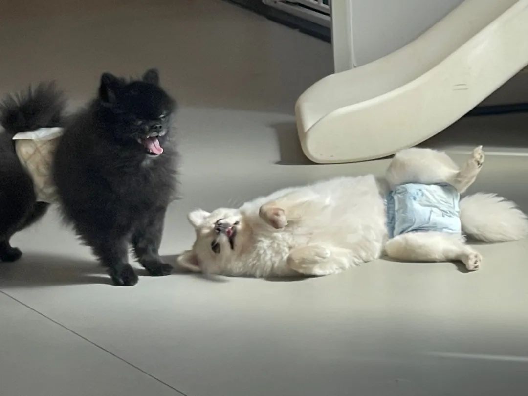 #펩시 의 유치원일상
유치원 단짝친구 크림이와
누가봐도 펩시가 괴롭히는것같은 이느낌..;;
살살놀아라펩시야😅😅😅

#견스타그램 #포메라니안 #블랙포메 #유치원 #일상 #강아지그램 #단짝친구랑 #노는중