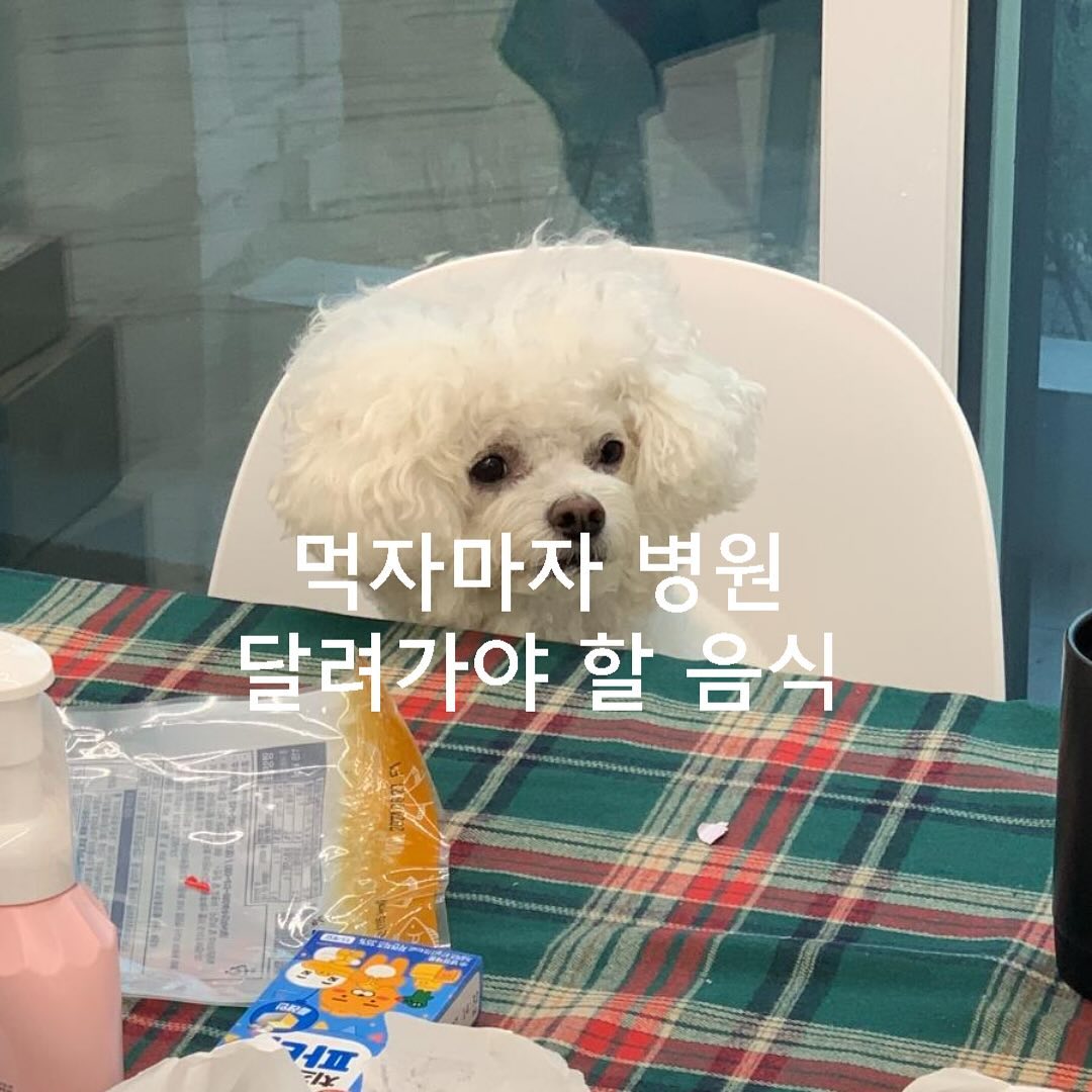 먹자마자 병원으로 달려가야 할 음식

시월이는 한번 양파를 먹고 
병원으로 바로가서 위세척을 한적 있어요.😭
너무너무 놀랬었던 기억이 나네요.
이건 보호자님들이 꼭 알아야할 내용이라 한번 게시물에 올려요
많은 종류의 음식을 먹이지 마라고 하기도 하는데
보통 먹일때 주의해야하는 음식이 대부분이랍니다.

절대 금지식은 딱 4가지만 기억하세요.

⛔️절대 먹이면 안되는 음식⛔️

1. 마카다미아
2. 포도 (건포도포함)
3. 양파
4. 초콜렛

이 네가지는 조금이라도 먹었다 하면 병원으로 달려가세요.
위장에 흡수되기전에 빼내야해서 병원을 빨리 가는게 좋아요.

기억하기 힘들다하면 저장저장❤️

#강아지금지음식#강아지건강식#강아지자연식#강아지건강#강아지다이어트#강아지다이어트간식#강아지건강관리#강아지건강간식