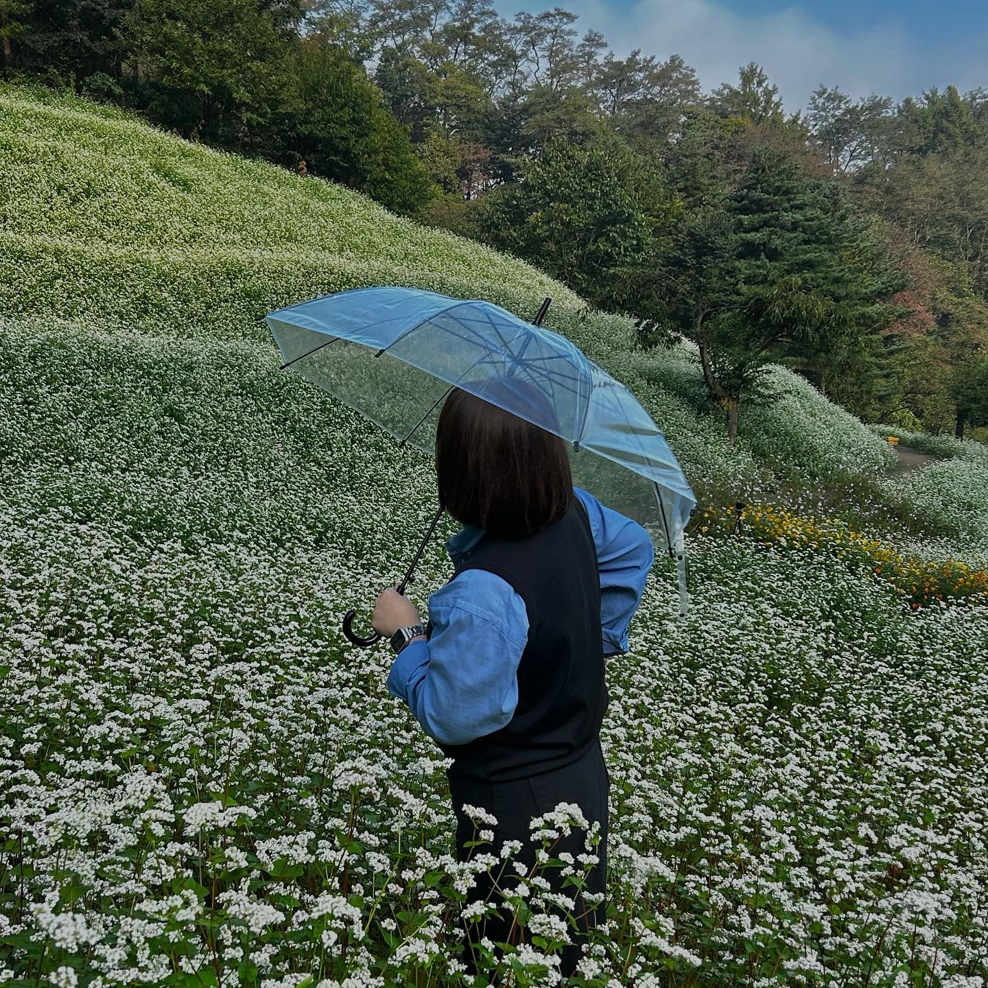 지브리 감성 가득했던 메밀밭, 안개도 흐린 날도 사진도 너무 다 완벽했다 ✌🏻☁️🩷 #추정리메밀밭 #안개 #흐린날 #지브리 #감성 #샷