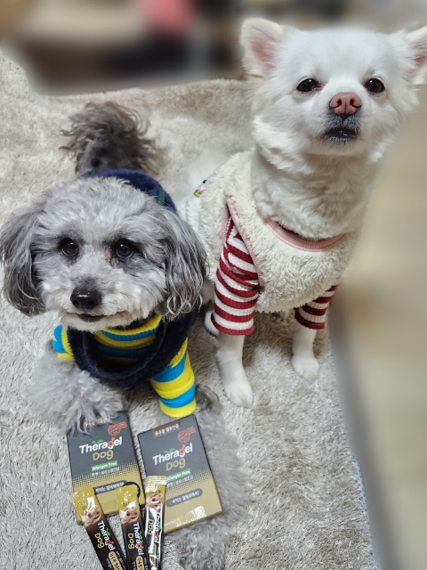 테라겔 도그 겔제형 짜먹는 강아지유산균