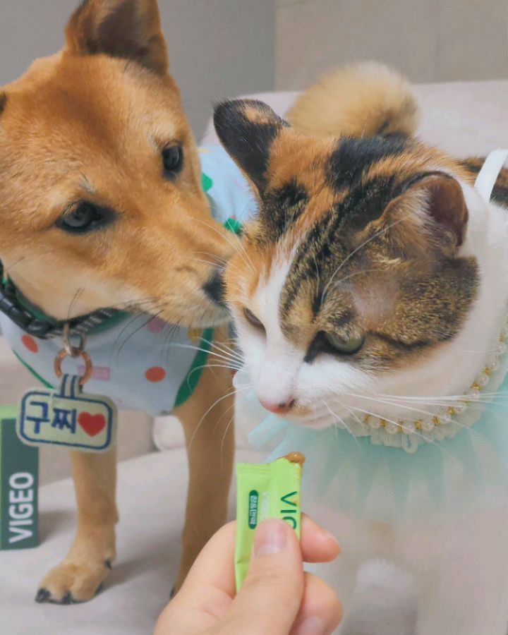 냥이와 댕댕이와 함께 섭취할수 있는 유산균양양제💚
국개대표 강아지.고양이 짜먹는 유산균, 비제오 락토파지 먹고
장&면역을 보충합니다👋

간식처럼 급여할수 있어서 좋고~ 강아지와 고양이 영양제 따로따로
구매하면 부담스럽고 한데 같이 급여할수 있으니 너무 편안해요!

tv슬기로운 의사생활 자문교수님이 함께 개발하여 더욱 믿음이 갑니다.
20억 생유산균이 함유되어있어 
우리 댕댕이🐶 우리 냥이들😹 튼튼한 장이 될수 있다옹~~💚🫶

#국개대표#협찬#비제오#국개대표장영양제#강아지유산균영양제