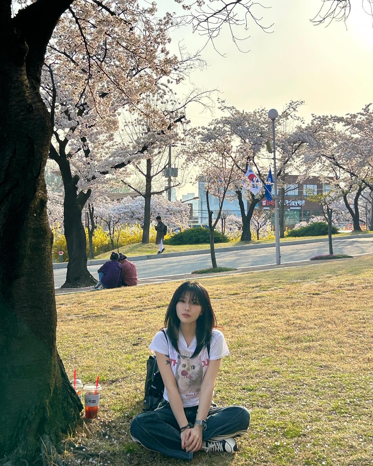 2024 벚꽃 🌸