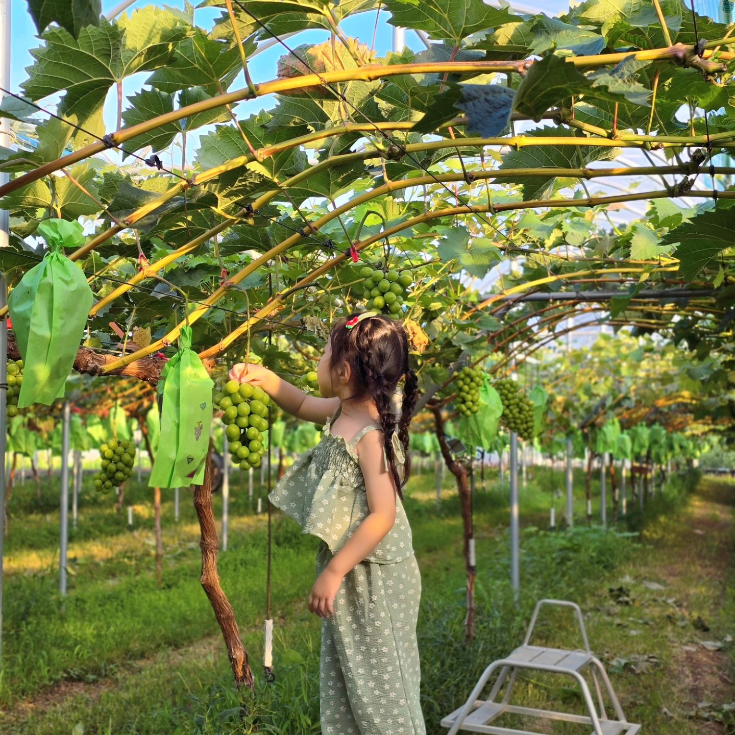 계절 별 다양한 작물체험이 가능한 #아리따운열매 🍇

야외 물놀이장,실내 대형풀장에서 신나게 물놀이하고
에어바운스, 모래놀이, 미끄럼틀, 트램폴린까지
시설도 너무 깨끗하고 시원해서 쾌적하게 놀기 딱좋았어요 !

집가기전 포도봉지에 그림을 그려서 #포도농장 에서
#샤인머스캣 포도를 골라 봉지를 씌어주는 #포도봉지싸기체험 까지! #10장꽉꽉채운하루 🤍