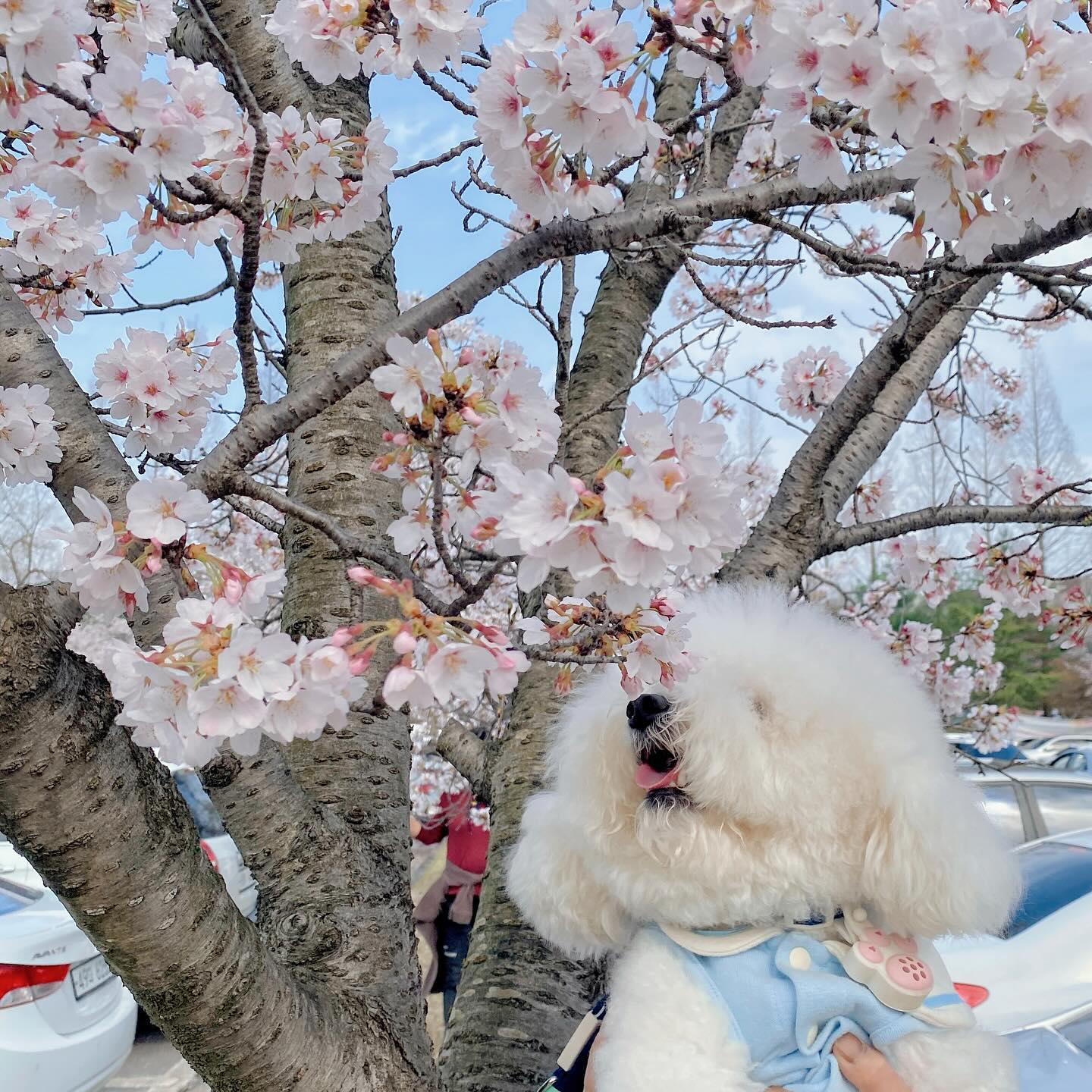 나두 꽃개 🌸

#비숑 #비숑프리제 #미니비숑 #비숑타임 #댕댕이 #강아지 #강아지모델 #애견  #댕댕이일상 #🐶 #일상 #반려견 #반려견소통 #반려인 #오늘의강아지 #dog #こいぬ #애견동반 #애견동반카페 #애견카페 #강아지동반 #산책 #꽃개 #벚꽃