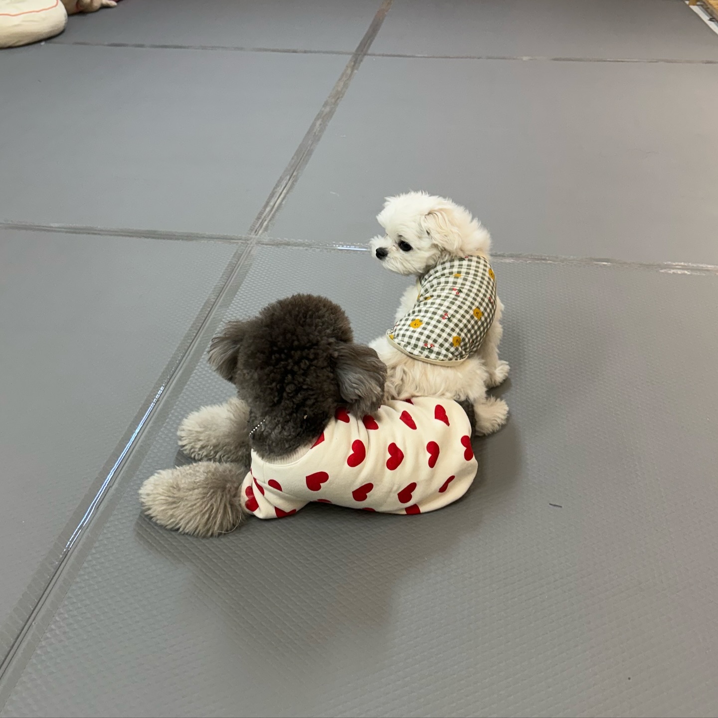 쉴려구 앉았눈데 폭신하ㄴ...ㅔ ?!😮

제로둥절 😦