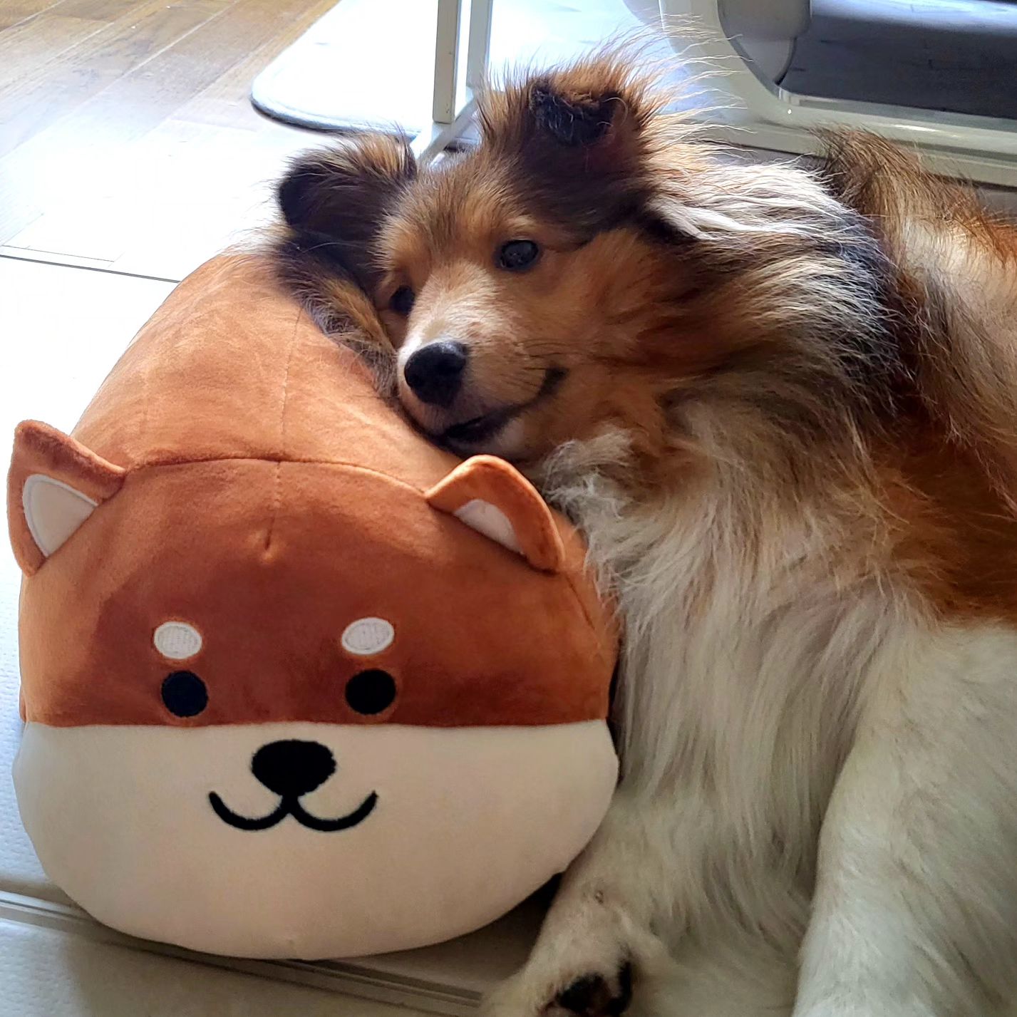 내 절친을 소개할께~ 🐶