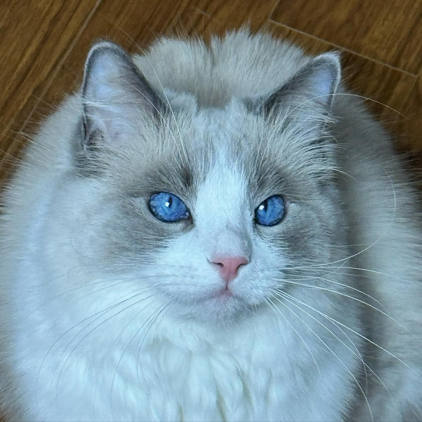 #snowball ⛄️☃️