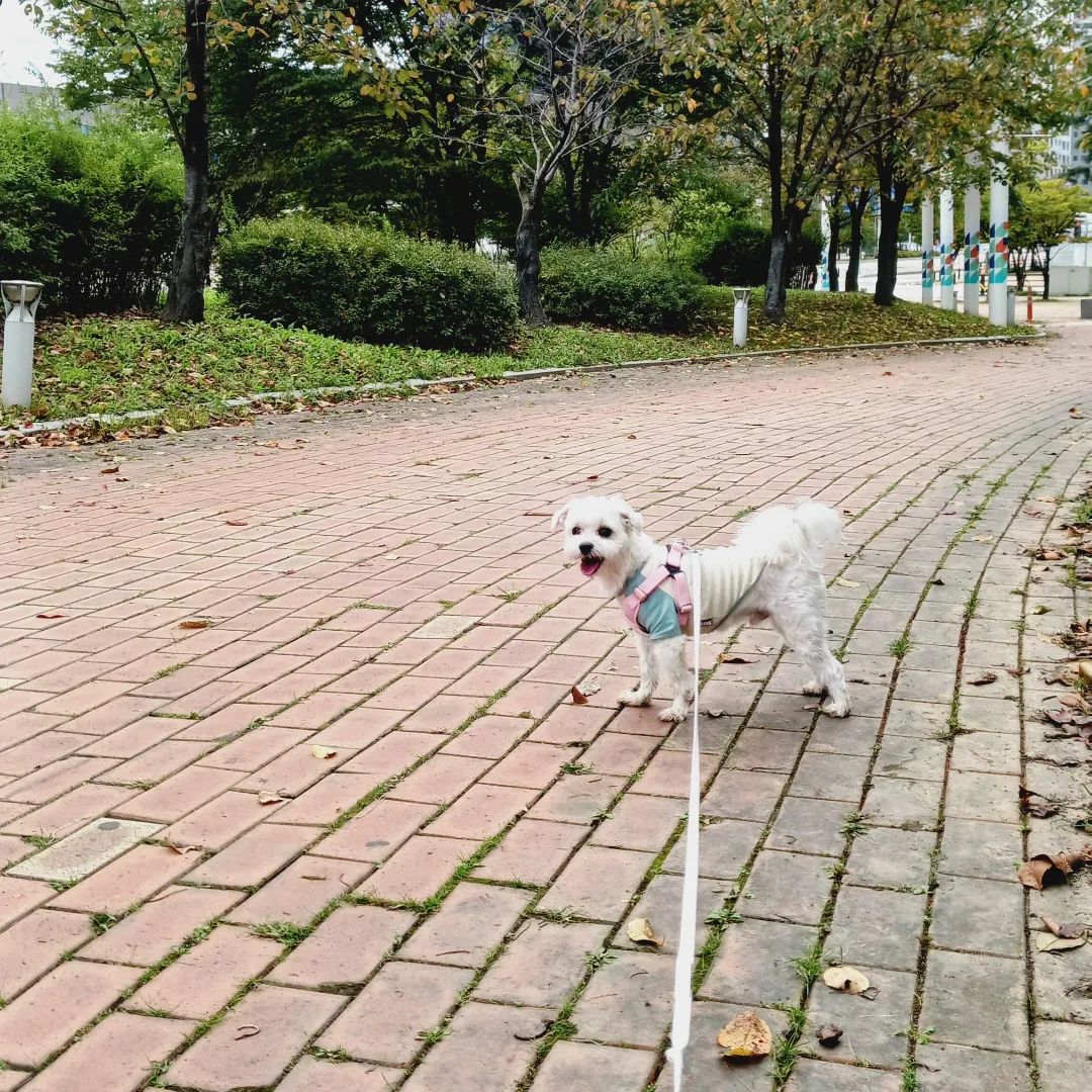 미소산책♡
산책하면 볼수있는 두부의 미소♡
미소천사
더 춥기전 화이팅하자

#산책 #즐거워 #살인미소 
#춥기전에화이팅
#개엄마그램 #개산책 #개행복 
#힐스테이트일산 
#산책에진심
