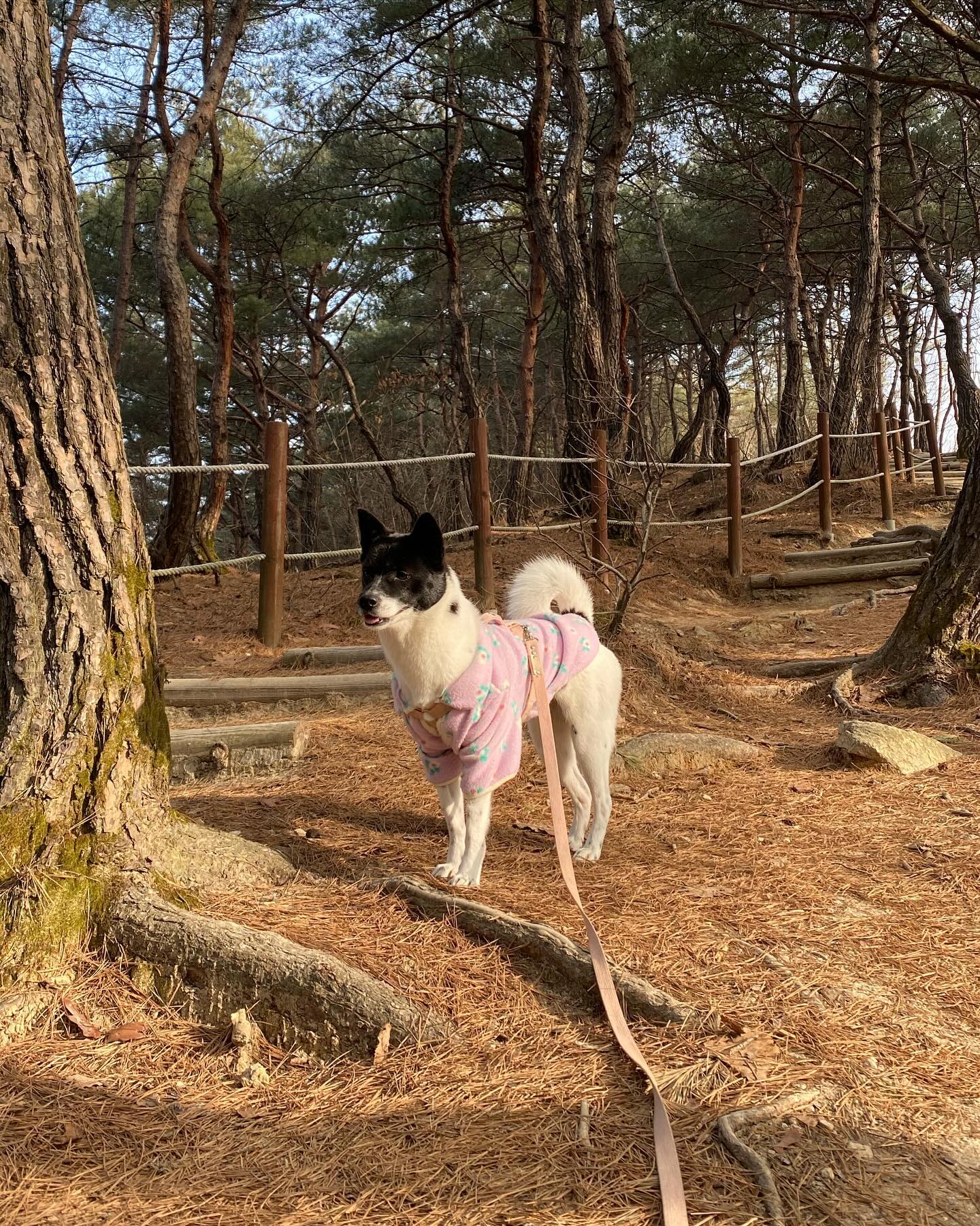 부쩍 따뜻해진 요즘 #오등완⛰️ 
.
탱탱이와 한시간짜리 등산 완료🧡
.
몸도 마음도 건강해지는 시간🤣