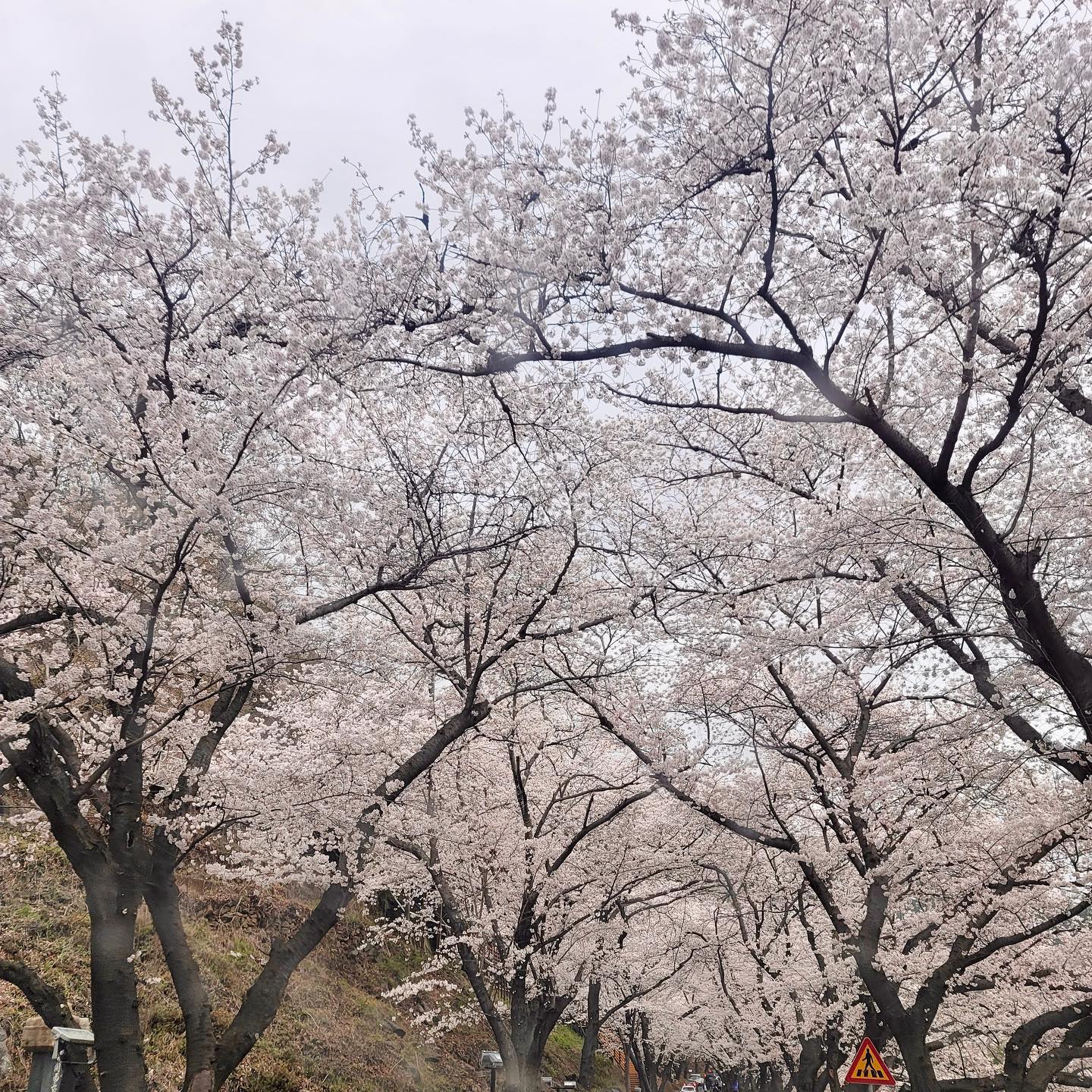 ⠀
벚꽃터널🌸
⠀
오랜만에 피드올리네용~!
벌써 벚꽃이 이렇게 만개했어요!!
인님들도 다들 벚꽃 구경 다녀오셨나요?!
이렇게 빨리 봄이 찾아오다니,,😆😆