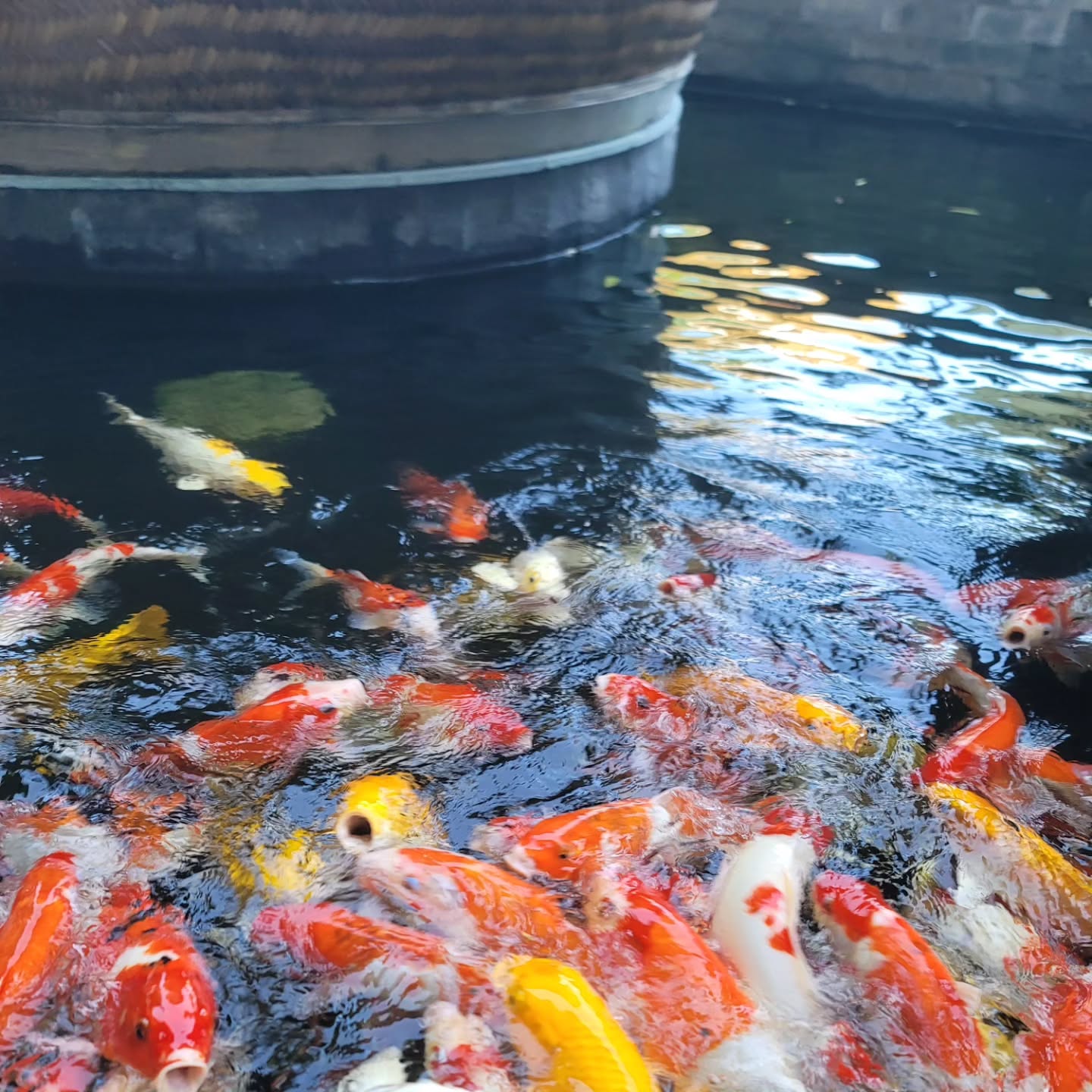 잉어 파티 🐟🐠🐡
