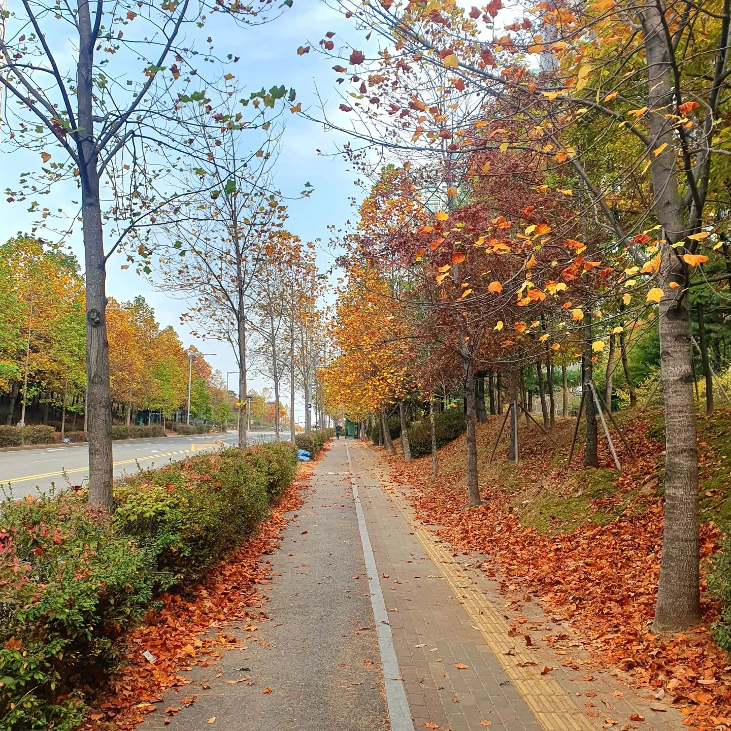 친구들과 걸었던 가을길🍁🍂🍁
함께라 좋다.^^

점점 추워지고 있다.
가을은 왜이리 짧은지~
어여 겨울이 지나고 봄이 오길~♡♡♡

#가을 #낙엽길 #추웡😖
