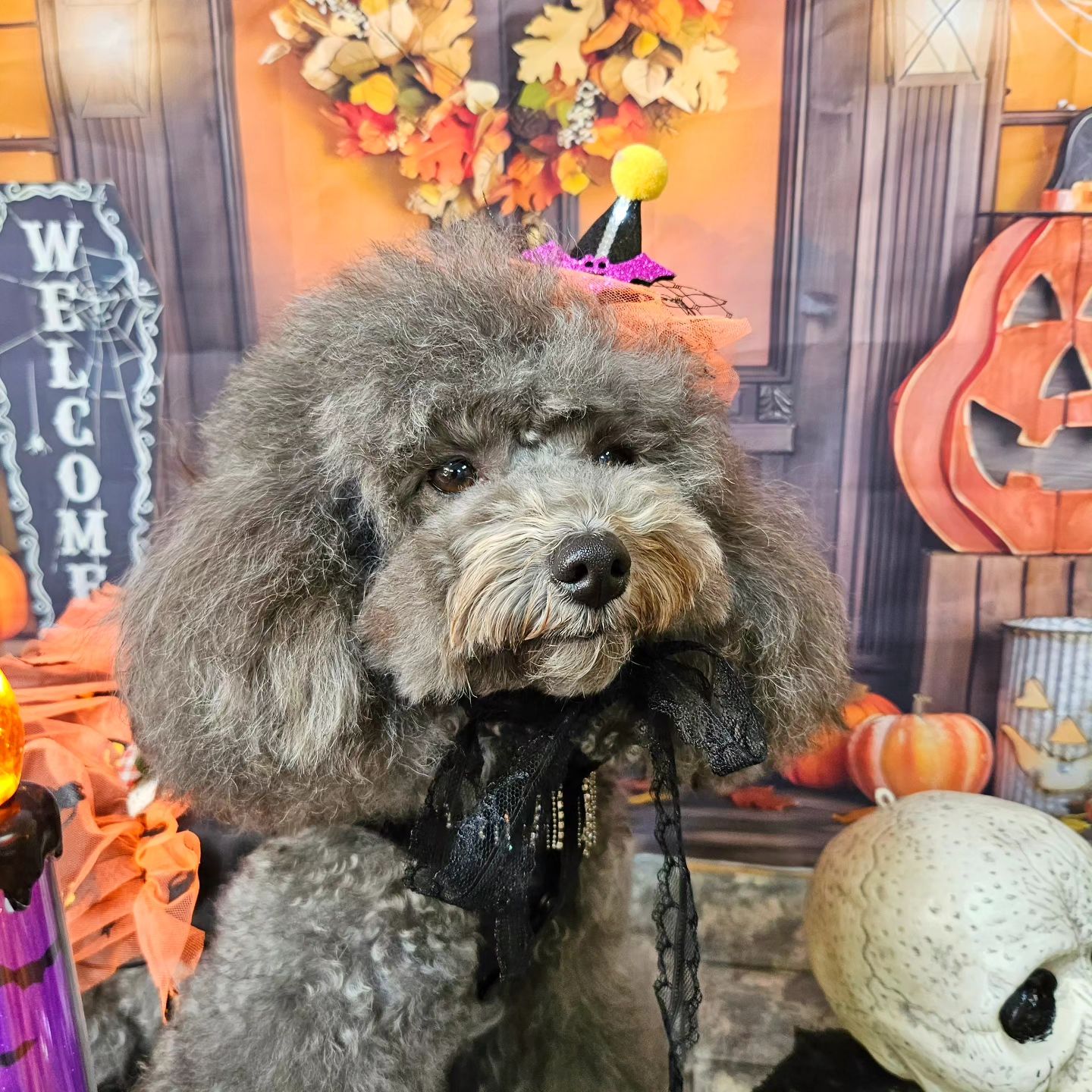 #메리의할로윈🎃

예쁜사진도 있지롱~😝

이모들 눈은 소중하니까🧡

매년 맛난거먹으면서
엄마포토존에서 포즈도 예쁘게 
너무나 얌전하게 모델해주는 
귀염둥이😘 #털쩌도예뻐

늘 고맙고 사랑해 💕

#예쁜강아지 #실버푸들 #착한강아지 #푸들메리
#4번째할로윈 #추억하나추가
#악귀들아물러가라 #액운타파 
#예쁜마리퐁간식 mari__pong
#친구들아즐거운할로윈보내🧛‍♂️