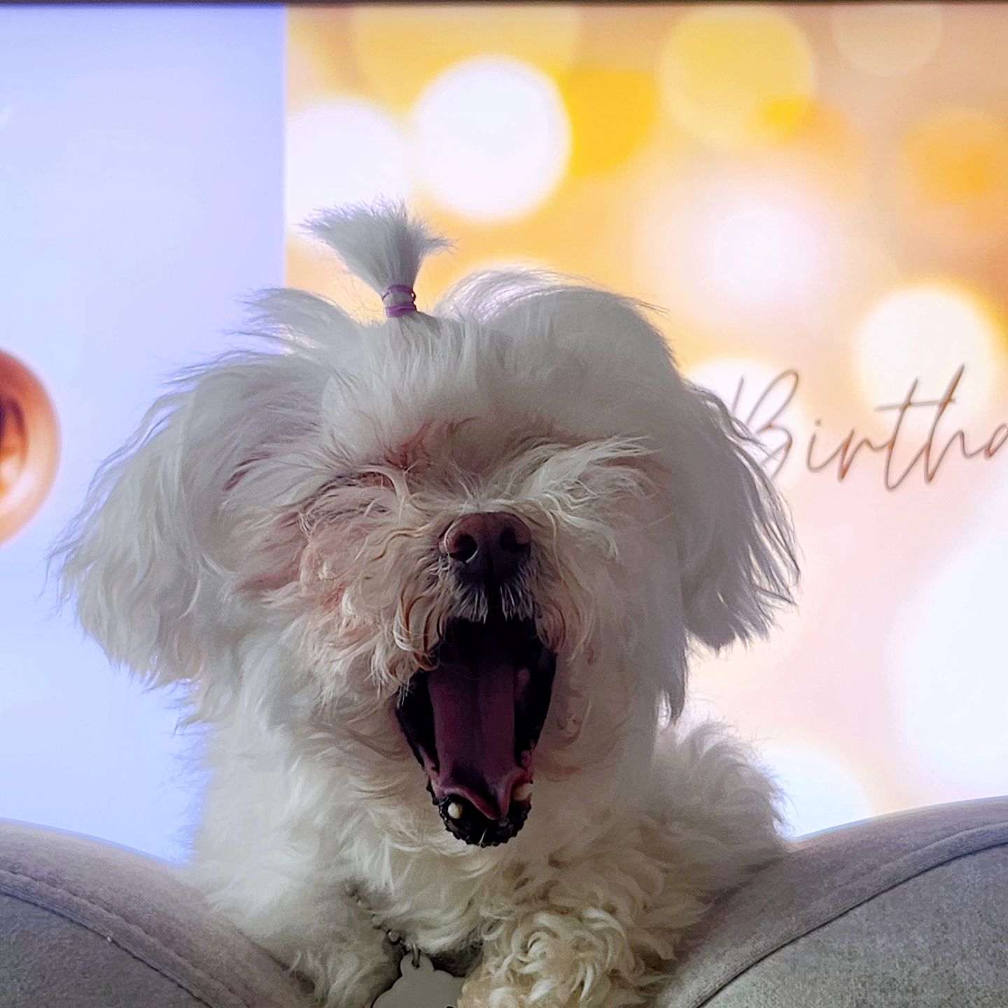 #0710
우리개딸 16살 생일날!🐶🎉🥳
이뿌게 사진찍어주고 싶었는데
미용밀려서 못하고 북실이로 사진찍기!
자연스러운 모습이여 괜차녀~ㅋㅋㅋ
티비배경으로 찍어주니 합성같다😃
오래오래 같이살자! 우리 봄이🐶🩷

#개딸 #2009년생 #16살
#내일고기구워주께