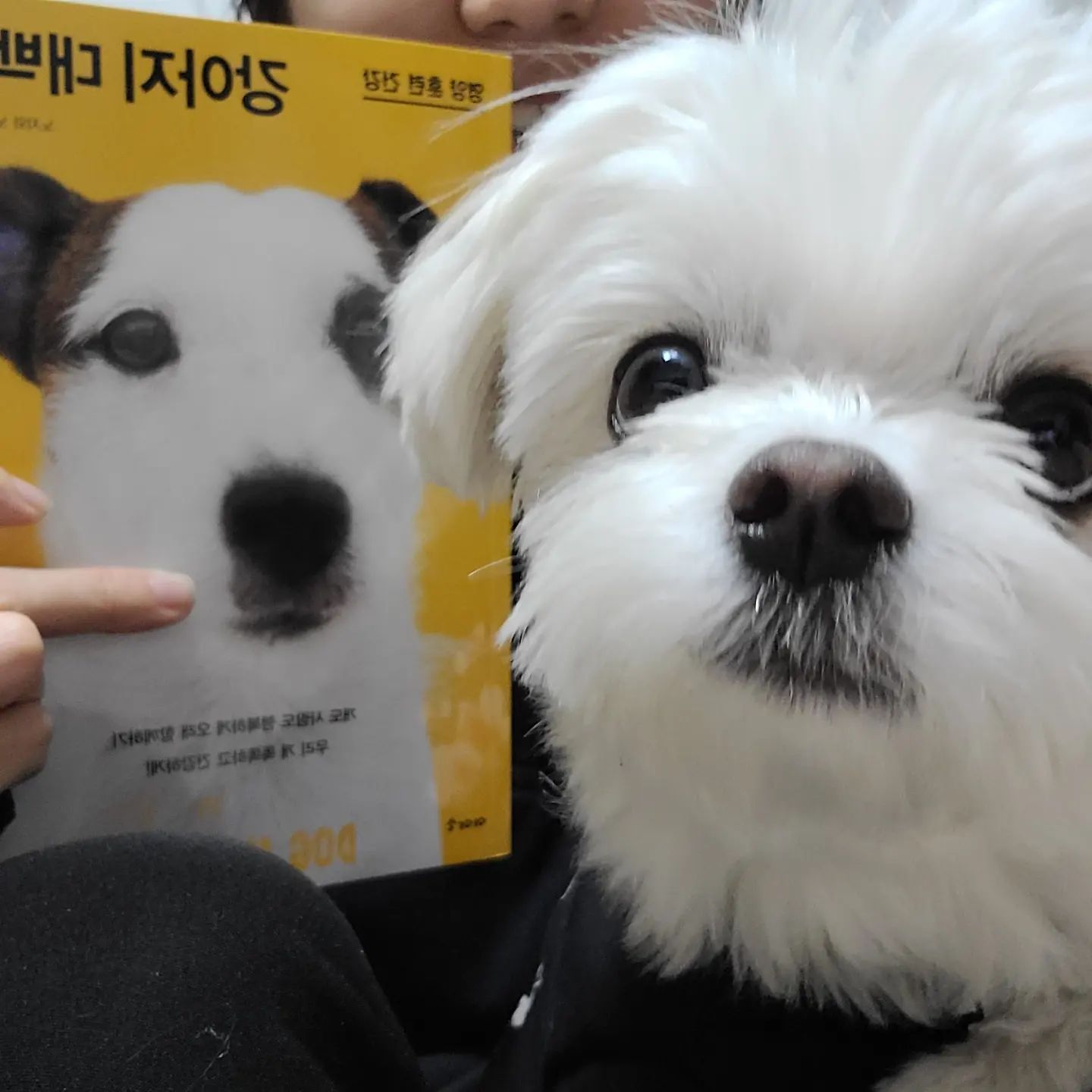 #협찬 #강아지대백과 #이아소
🐶엉니야가 계속 다른멍뭉를 봐!!😫
👩둥이랑 더 잘 지내고싶어서 보는거야!🥰

엉니야가 이아소에서 출판된 강아지 대백과 책의 서평단에 선정되어 책을 읽어보았댕!🙌 대백과지만 크기가 크지 않고 두껍지 않은데 내용은 알차고 사진이 많아 부담 없이 읽을 수 있어서 독서1도안하는 언니야도 한방에 잘 읽더라규👍

첨엔 다른 멍뭉이들이랑 바람(?)난줄알고 질투했는뎨 같이 보니까 둥이의 영양, 훈련, 건강과 관련된 내용들이 가득가득 있떠라구!!❤️‍🔥 엉니야가 나랑 더 행복하게 있고싶어서 공부했때😍

사료이야기부터 산책이야기 같은 소소할 수 있는 부분도 다양한 주제와 질문으로 몰랐던부분을 많이 알게되었음 뿐만 아니라, 생각치도 못했던 비상상황 대비방법, 재난시 둥이의 재난용품, 동행피난 부분이나 증상별 반려동물 지압법같이 생소했던부분들까지 알게되고 대비할 수 있게되어 좋았던 책📚 아직 둥이랑은 관계 없을것같지만 치매진단기준이있어 치매진단까지 해볼 수 있는 진짜 작지만 알찬 "대백과" 책이었다고 언니가 넘 좋아했둥⭐️⭐️⭐️⭐️⭐️

👩 반려가족도, 반려가족이 되기위해 준비하는 가족도 읽어보면 넘나 좋을것같은 책인데 중간중간 멈무사진이 많아 읽는내내 웃으면서 본 책이었땁니다🫶

🏷강아지 대백과 iasobook
#둥이네리뷰 #이아소서평단 #서평단 #강아지책 #반려동물책 #애견백과 #강아지백과 #강아지영양 #강아지훈련 #강아지건강