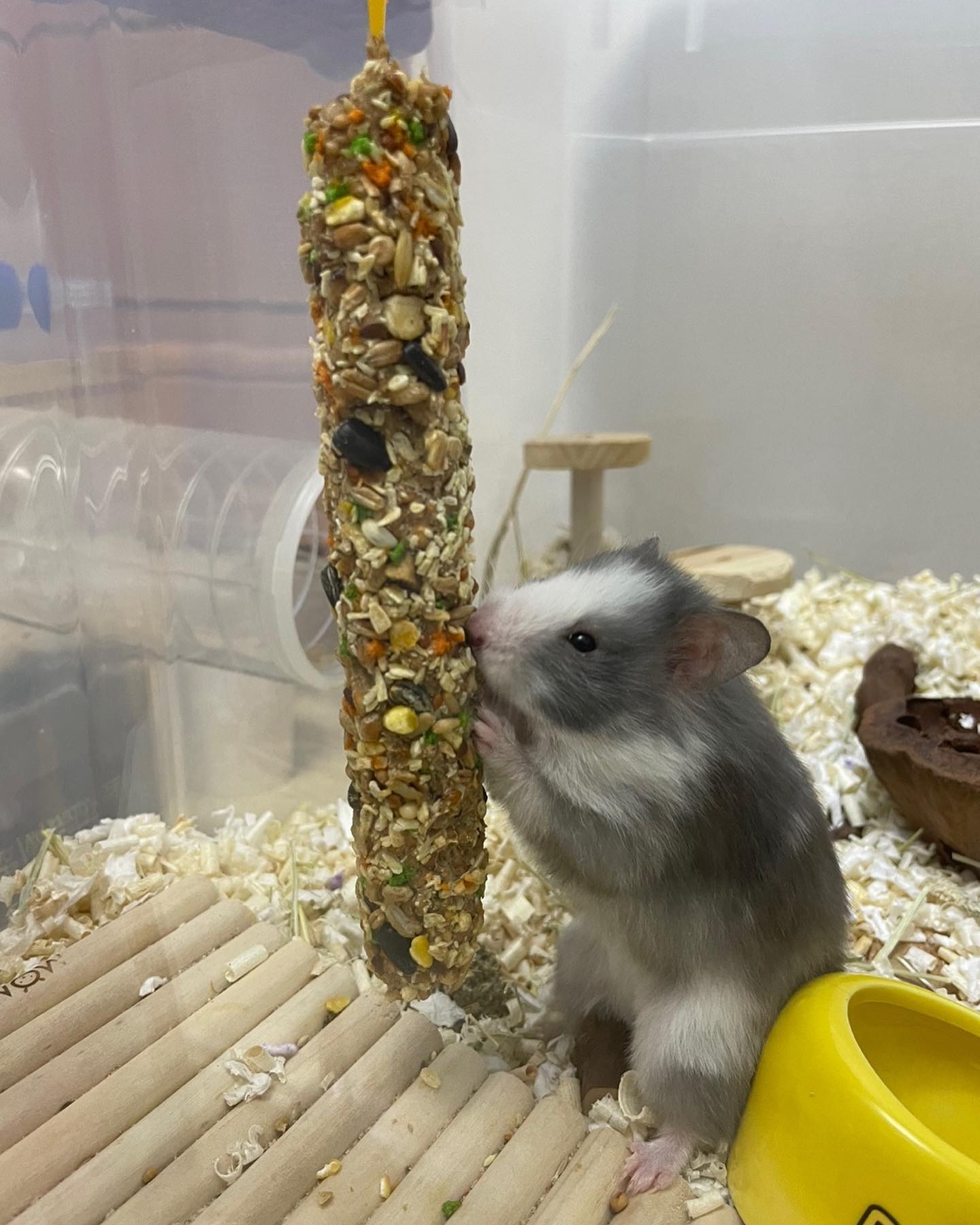 너무 귀엽🐹
