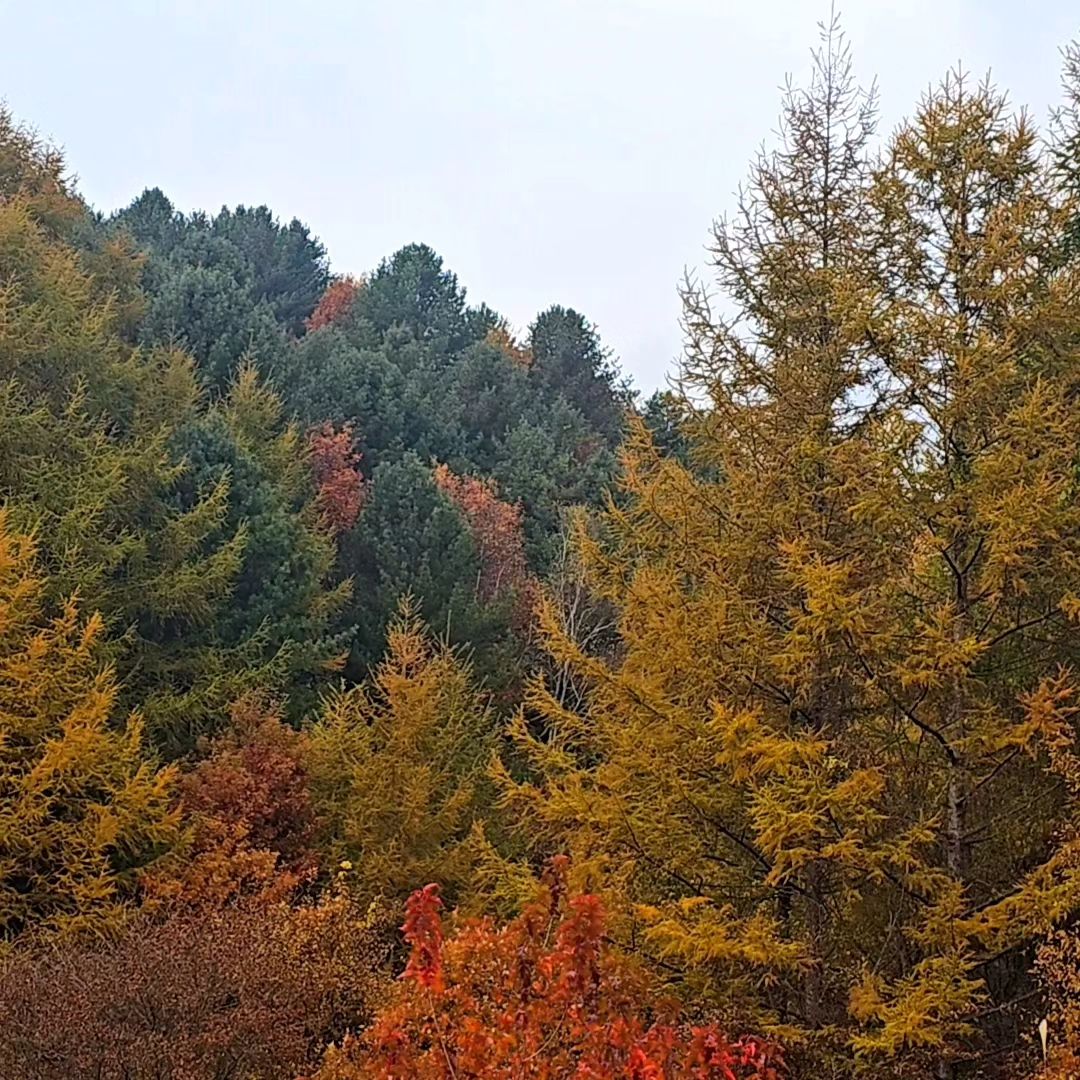 동네에서 가을 만끽하며 산책하기 🍂