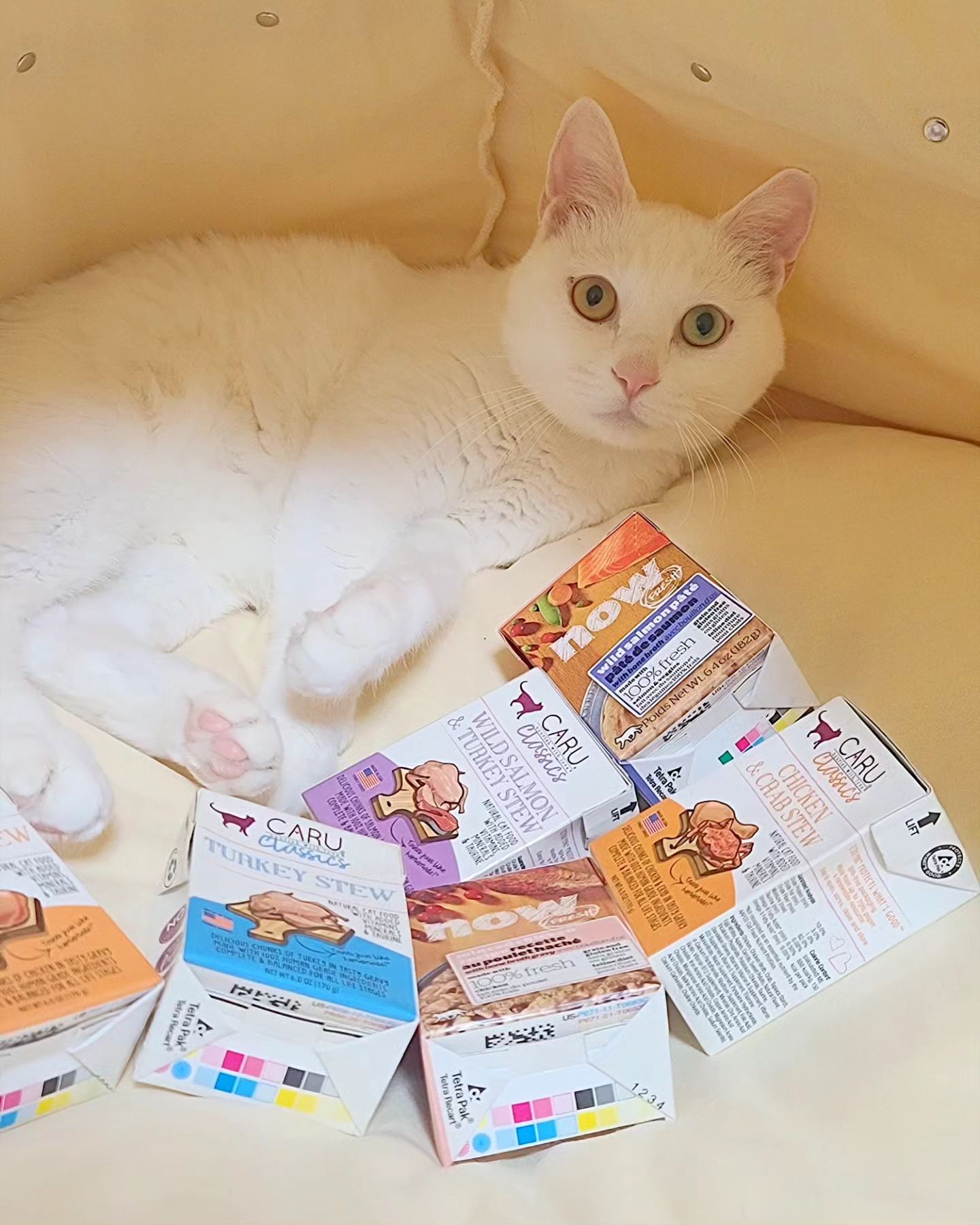 😻 요즘 고 솔루션 사료와 함께 급여하고 있는 
나우 파테랑 카루 스튜 🌈🩷

FDA인증받은 100% 휴먼그레이드랍니다 🥰

기호성이 좋아 음수량 떨어지는 겨울에 습식사료로 급여하기 딱 좋은아이예요 🩷

크림이랑 토리는 간식인줄 알고 열심히 먹더라구요 😽
마지막 사진에 그릇앞에서 턱 괴고 기다리고 있는 토리~ 너무 귀엽지않나요 🙈 🩷 ㅎㅎ

이제 고솔루션 사료랑 카루 습식과 함께 한지 어느덧  3개월차인데요 :)
처음 목표했던 감량 무게에 거의 도달해가서 뿌듯하답니다 🩷
이제 다음주정도면 크림이 몸무게 변화 공개가  가능하지않을까싶어요 😻 기대해주세욥! 🙌🏻❤️

건강한 내새꾸와 쭉~ 함께 하기 위한 다이어트 🩷
덕분에 올해 집사의 첫 목표도 다이어트가 되버린건 안비밀 🙋🏻‍♀️ #확찐자 👋 올해는 진짜 안녕하자요 ㅎㅎ

#하루웰 #haruwell #카루 #카루클래식 #CARU #CARUPETFOOD #고양이습식사료 #강아지습식사료
#나우파테 #파테