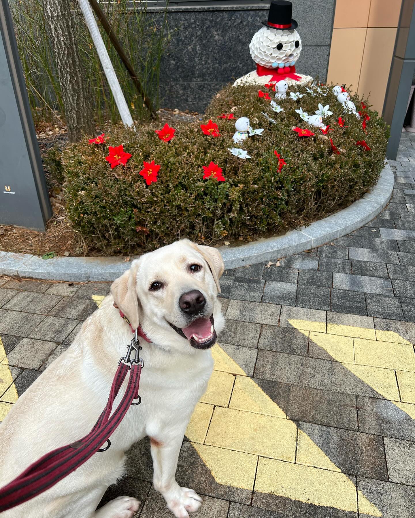 이게뭐람 😊

산책하다가 귀여운 애를 만났다멍🐾

#어린이집앞_지나가기 
#너도귀여워 #❣️