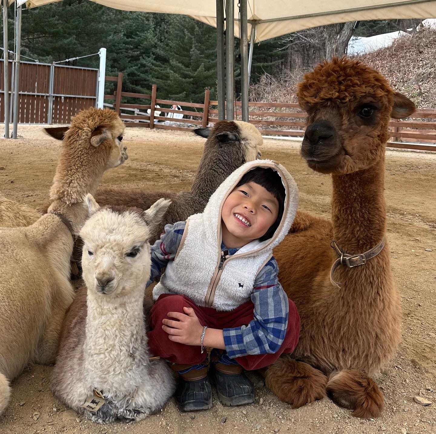 알파카들과 함께 ~~ >__< ♥