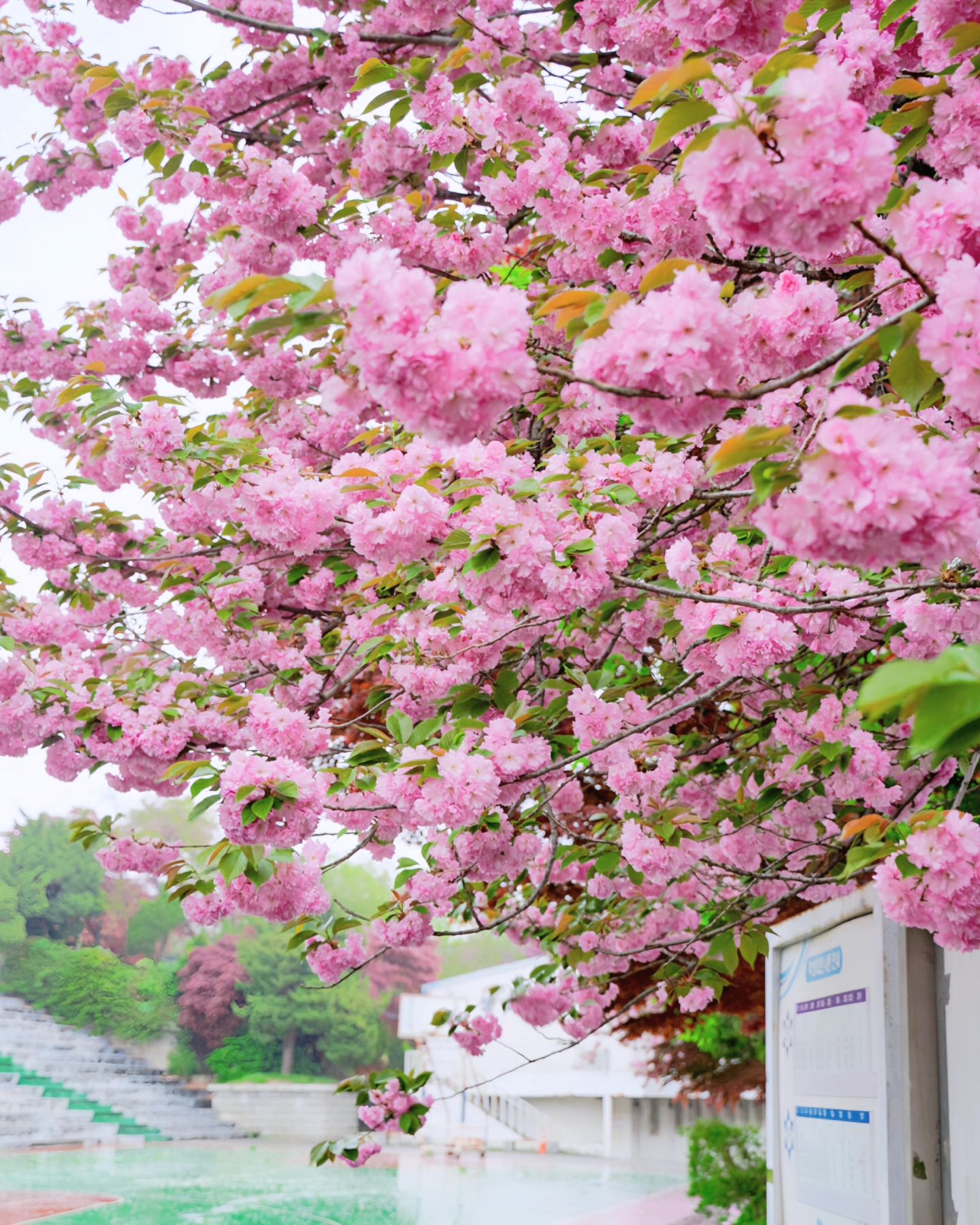 사람은 없고 겹벚꽃은 몽글몽글 만개한 여기는🌸

릴스로 소개해드렸던 인천 숨은 겹벚꽃 명소
이번엔 사진도 가져와봤어요!

겹벚꽃 뒤로 농구장까지 보여서
더 청량한 감성까지 느낄 수 있답니다🥰

자세한 정보는 릴스에서 확인해보세요💕

📷 24.04.20 촬영

더 많은 숨은 명소가 궁금하다면?
rozy._.pic 팔로우하고 빠르게 정보 받아보세요🫶

#인천여행 #인천데이트 #인천겹벚꽃 #인천가볼만한곳