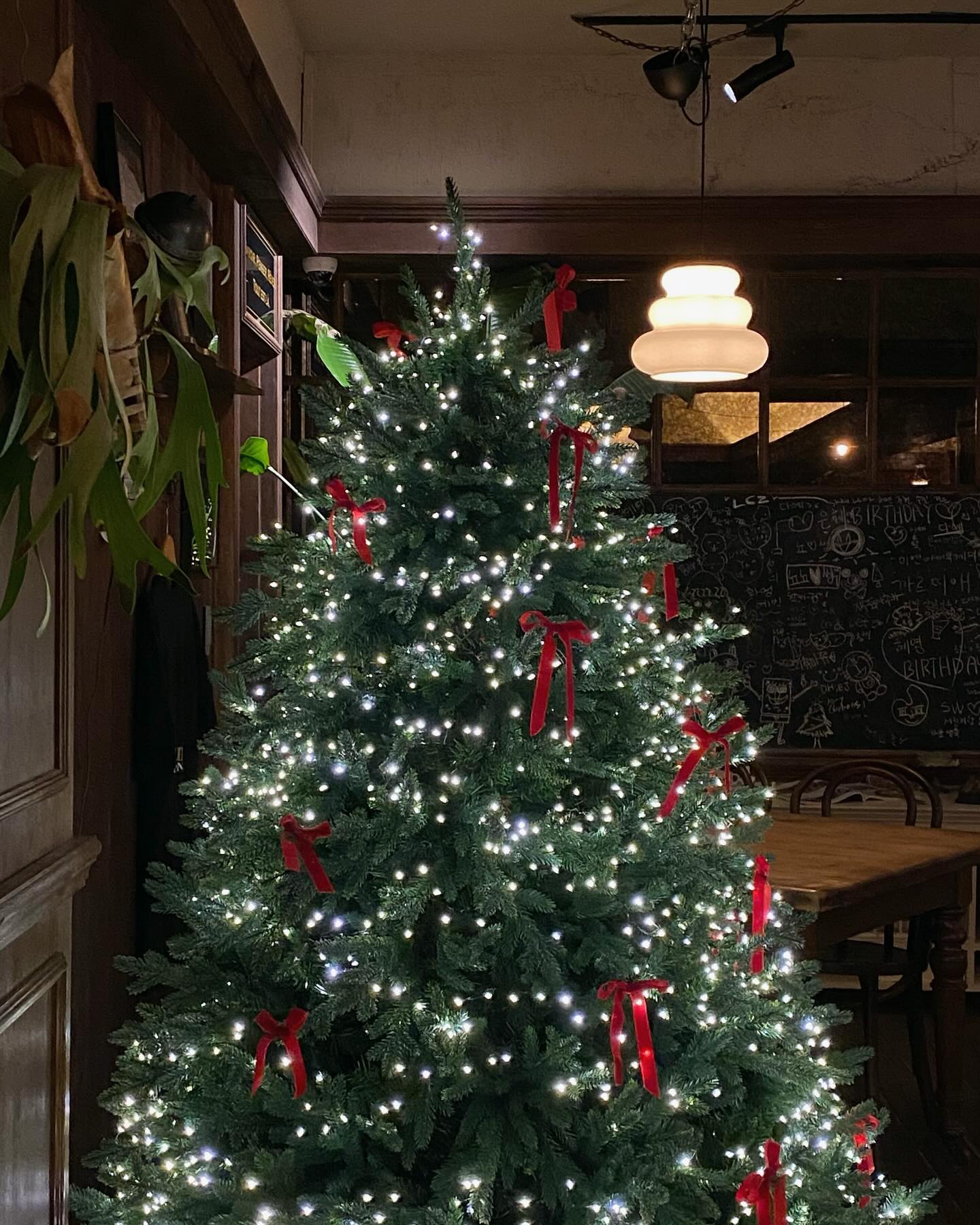 따뜻한 연말 즐기기✨💐🎄🧤
남의 고양이 아니구 내 고양이도 함께🦔🐈‍⬛🤎