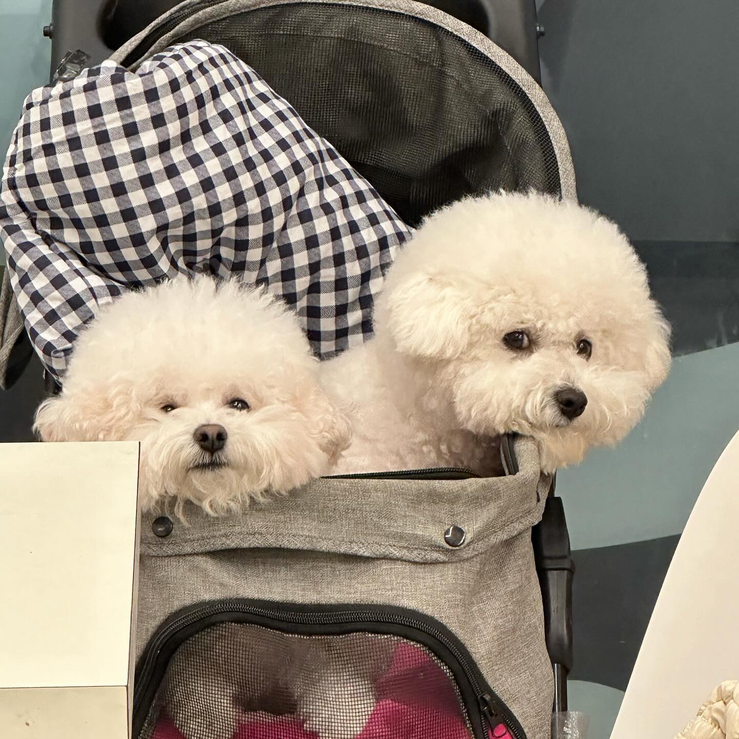 좁아터진곳에 둘이 같이 있어야겟니 ?😂 강아지 유모차 당근해오께 ,,