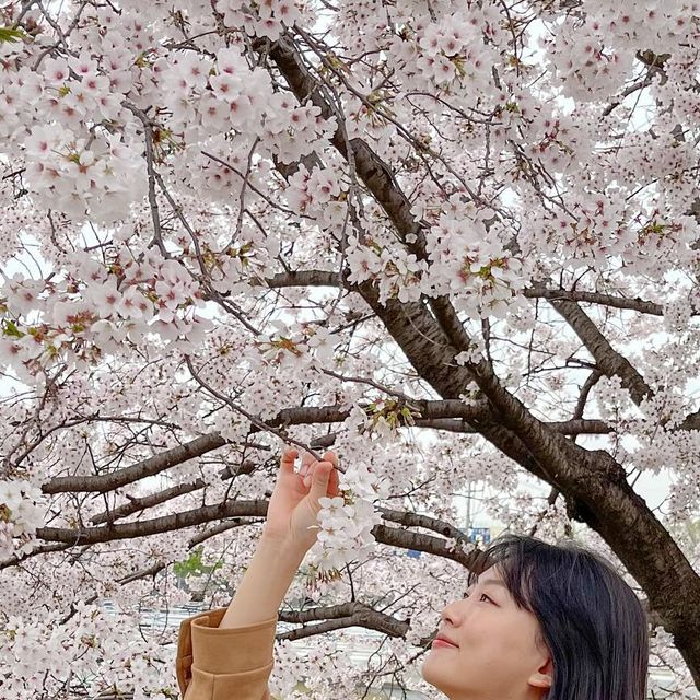  유키 | 가을뮤트 캐주얼 데일리룩 on Instagram: "#광고 #비바브라운
올해 마지막 벚꽃놀이 다녀왔어요✨ 원피스에 스웨이드 자켓 걸쳐주니 페미닌&캐주얼한 느낌이 꽃놀이에 딱🌸💕

봄 데일리룩 아이템으로 제격인 비바브라운의 비건 스웨이드 자켓을 입어봤어요. 루즈핏으로 편하게 착용 가능하고, 투웨이 지퍼로 다양하게 연출할 수 있는 점이 너무 마음에 들었답니다💘

.
.
.
#여자자켓 #비건스웨이드 #자켓 #데일리룩 #자켓추천 #스웨이드자켓 #간절기아우터 #jacket #パンツ #비바브라운x텍토리 #outer #setup #비건자켓#블루종#blouson#vegan#suede"