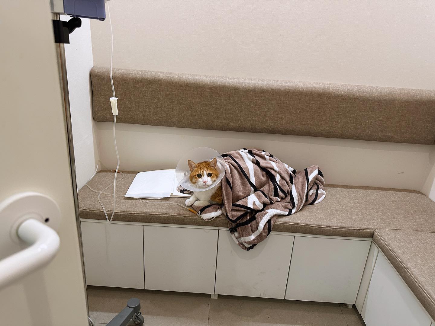 .
강인한 고양이!