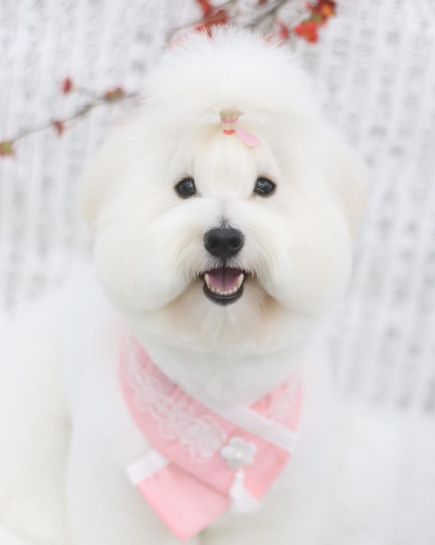 솜 ◡̎ #도미네로_꼬똥

𝙵𝚊𝚌𝚎 ➾ 하이바컷 
𝙱𝚘𝚍𝚢 ➾ 3cm 가위컷