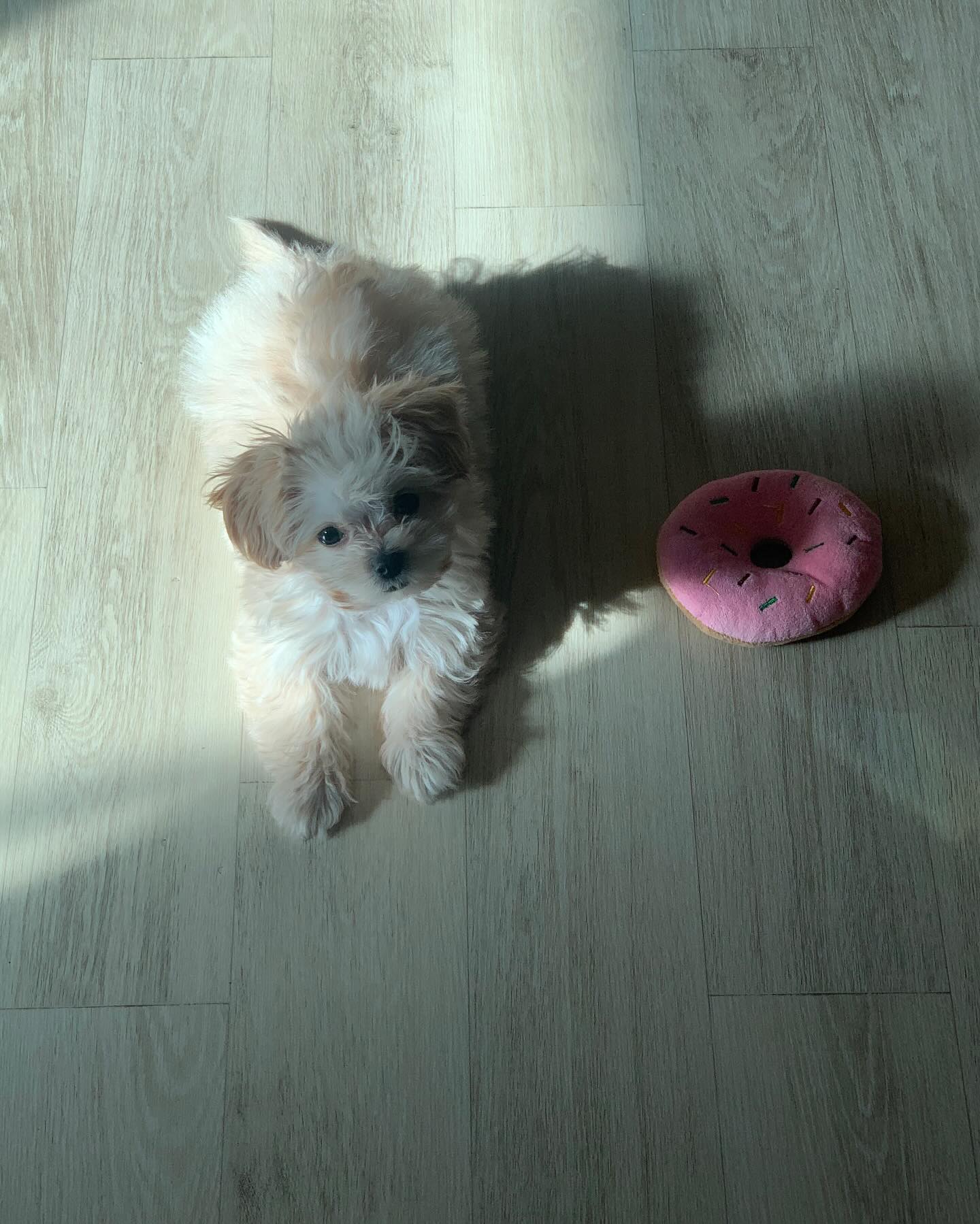 잠깐 사이에
이렇게 크면 어떻게🧐

귀여운
솜뭉치

#말티푸 #꼬미
