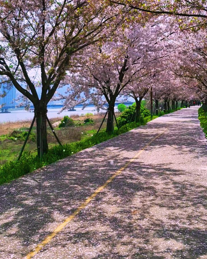 저번주말에 대저생태공원다녀왔어요. 
벚꽃은 지고 유채는 한창이더라고요^^
요즘 류샵은 가끔 이렇게 힐링도합니다♡

류샵가게가 살아있는지 궁금해하신분이 계시더라고요.
가게는.. 살아있어요♡ 
단지 다른일이 더 비중이많아서.. 하핫.. ^^ 
동래방문시 미리연락요망!(약속잡아주세요)
서면방문시 불시연락가능!(연락주심 달려갑니다)

범내골에 류샵작업실+개인업무사무실 통합으로 
같이 차릴예정이라 자리알아보고있어요^^ 
자리잡히는대로 동래+서면 작업실은 범내골로 옮깁니다!
(따로있으니 체력이힘드네용..^^)

요즘 자격증준비에도 한창입니당.
올해안되면 내년에하겟다는 일념..^^
(1년에 1번치는 시험이라.. 헤헤)
올해는 잘되거라 믿어요♡♡

*올해 2024년에는 제 개인공부를 해야되서 프리마켓 안하고 7월에하는 (핸드메이드페어부산) 만 나갑니다.